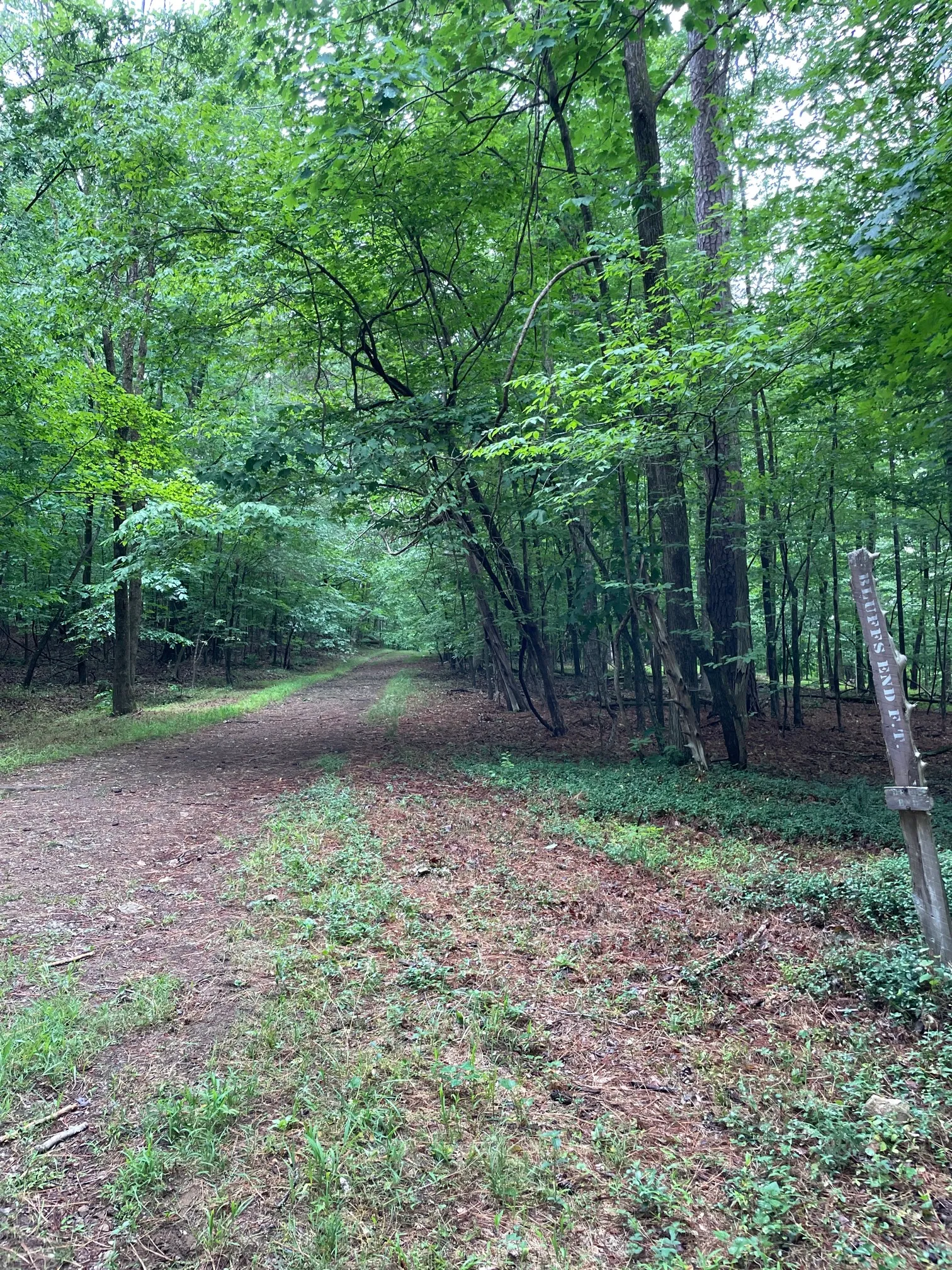Concrete and Wooden Bridge Fire Road Loop Trail
