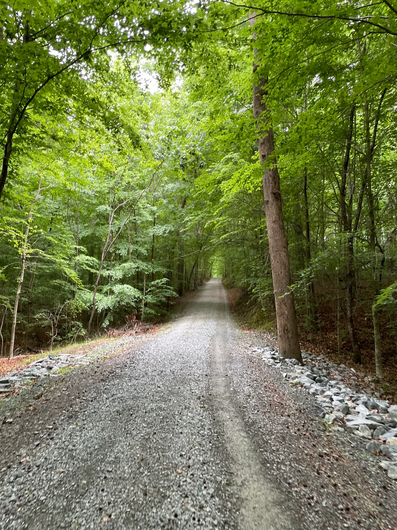 Concrete and Wooden Bridge Fire Road Loop Trail