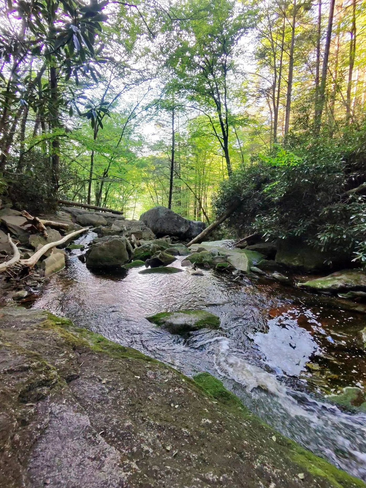 Explore Elakala Falls