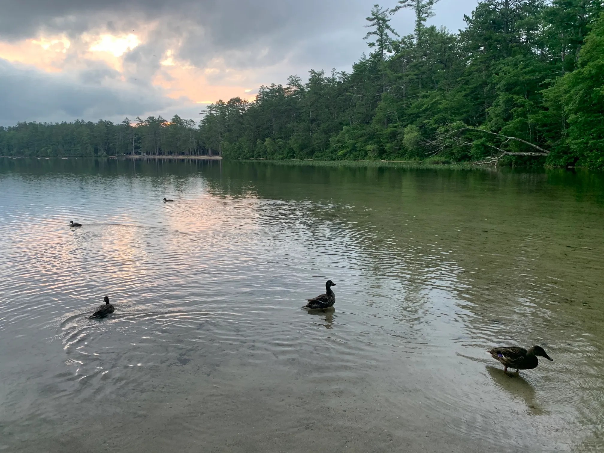 Houghton's Pond Recreation Area