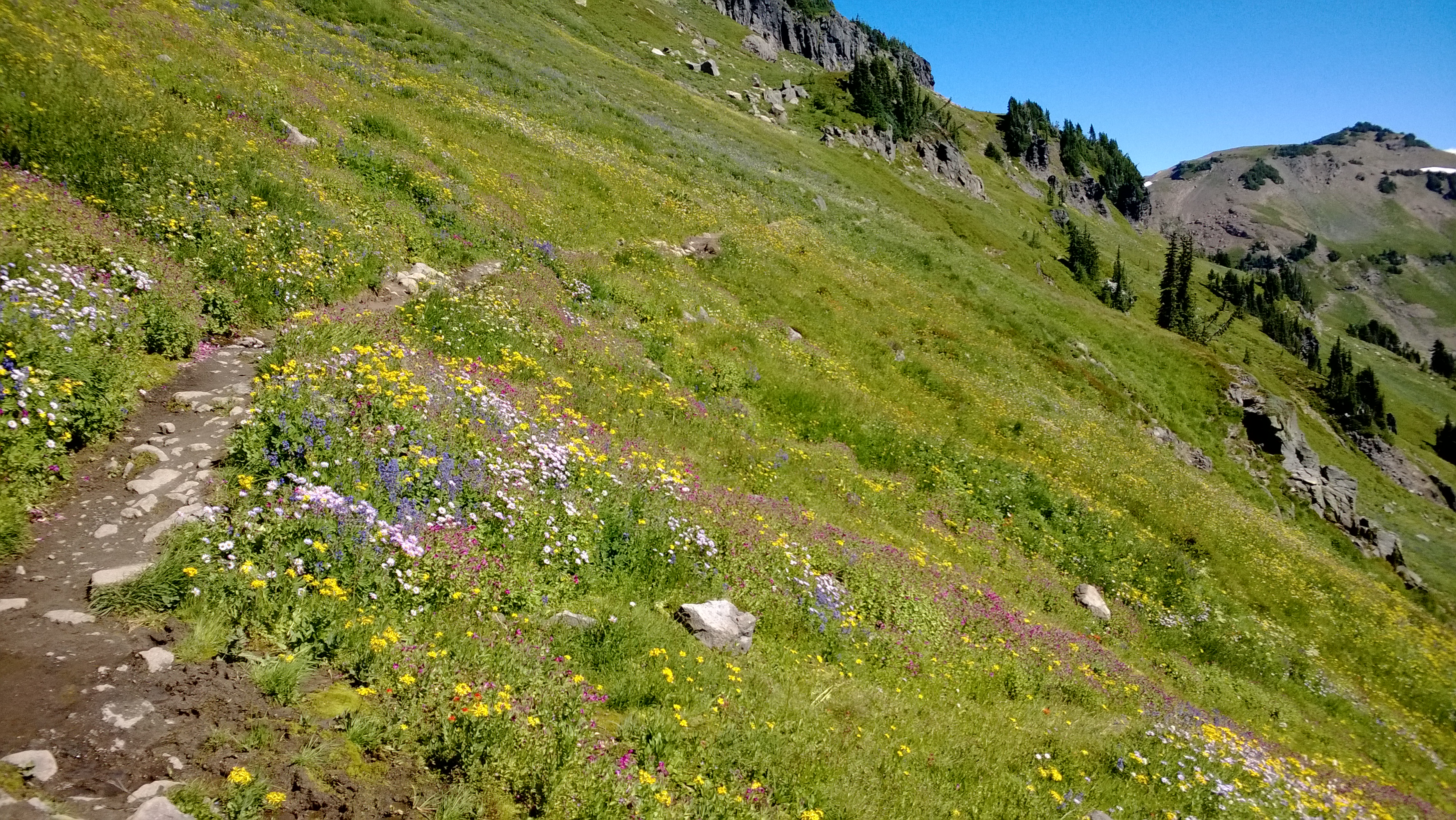 Backpack the Snowgrass Flats, Cispus Basin, Nannie Ridge Loop