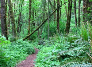 Run the Maple Trail Loop