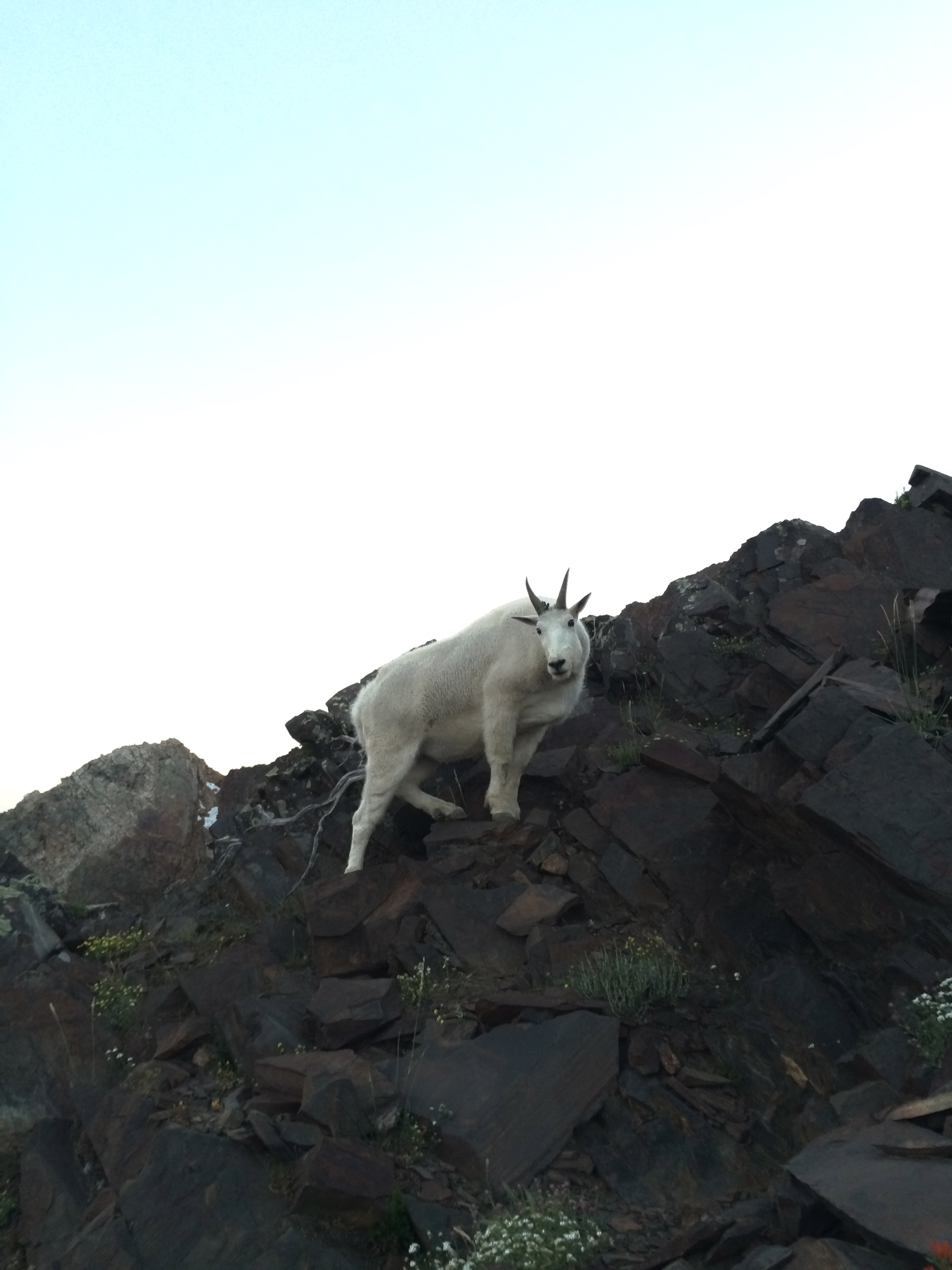 Hike and Scramble Mount Superior