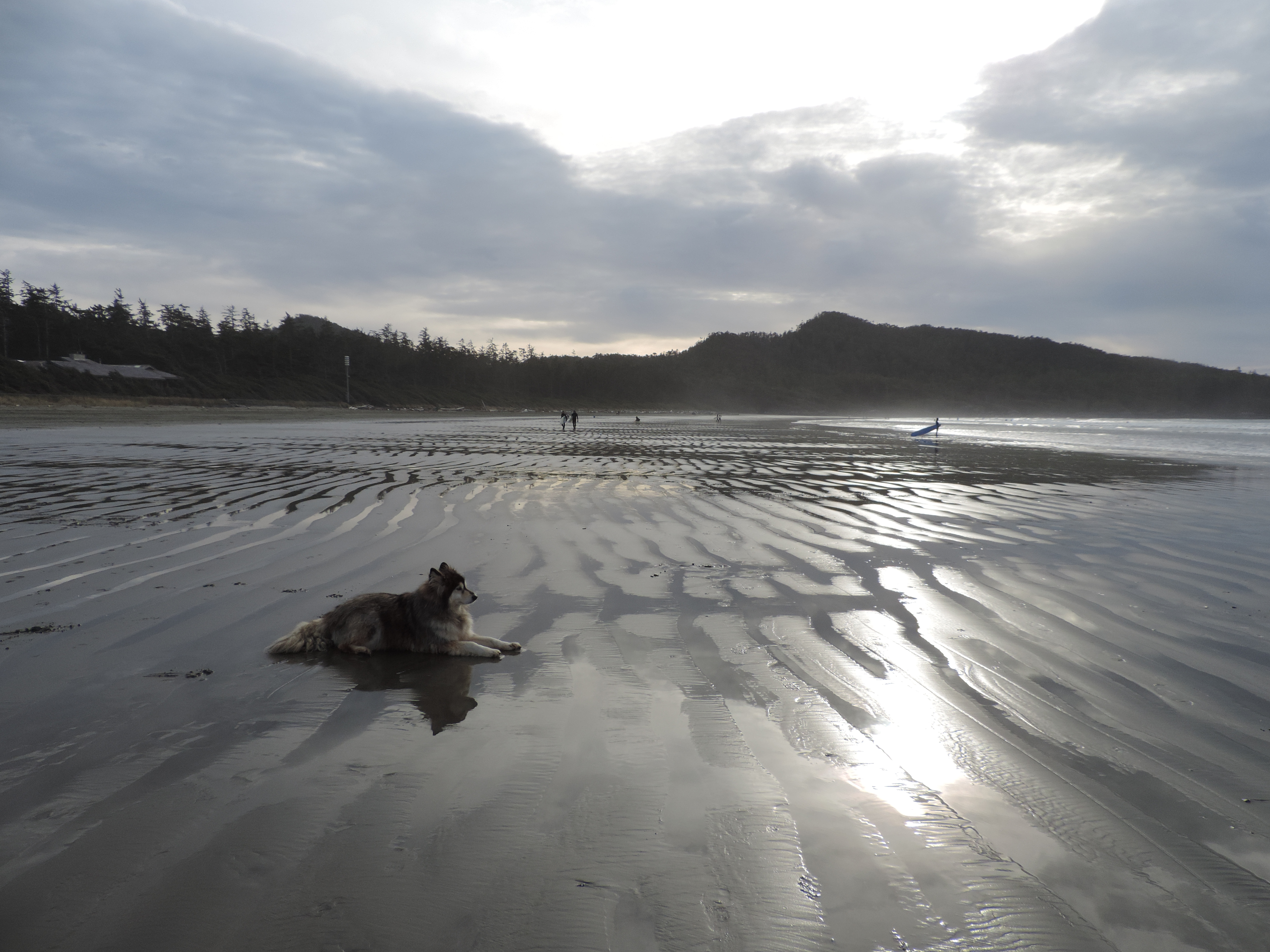 Surf Tofino's Cox Bay
