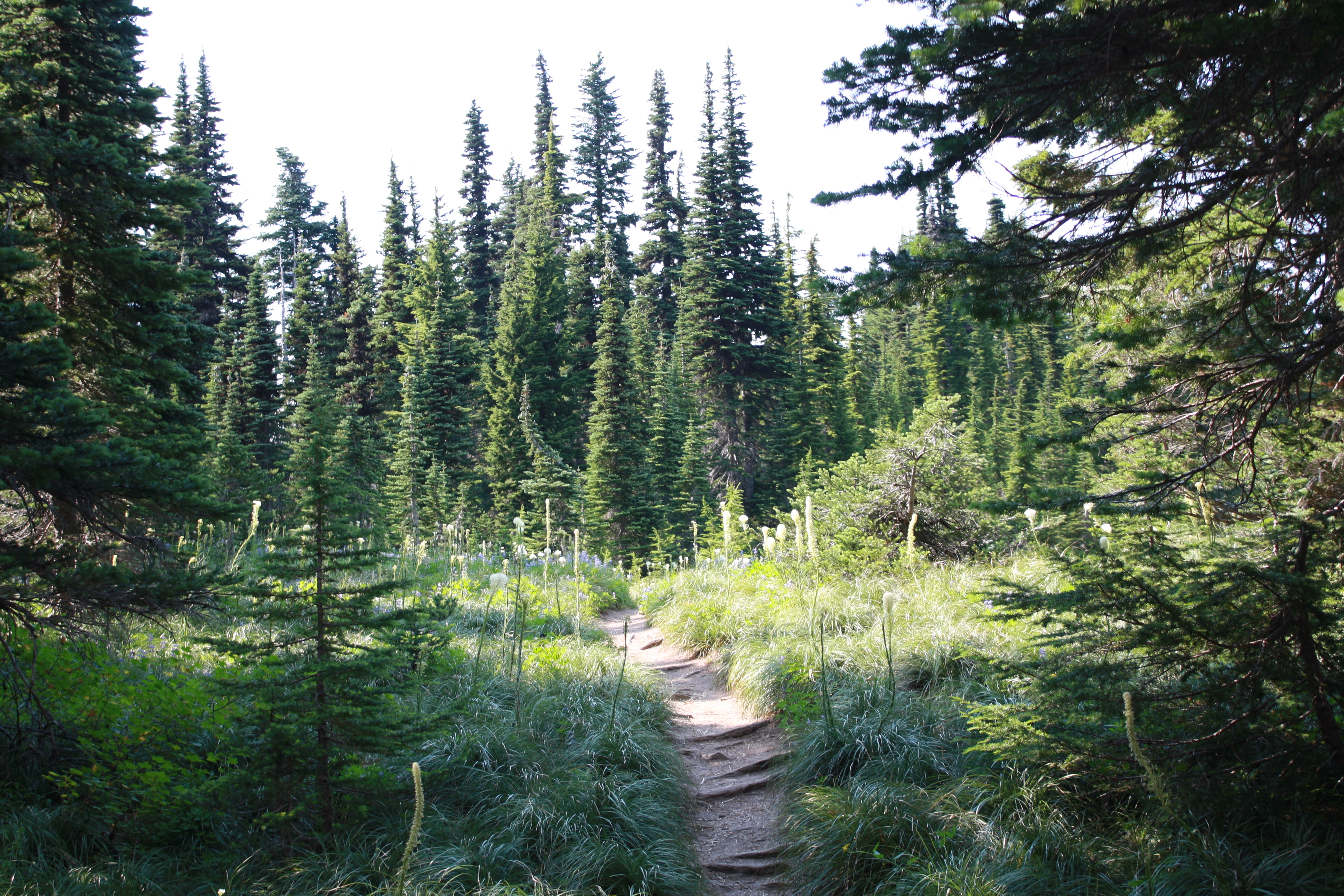 McNeil Point via Top Spur Trailhead