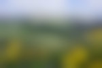 A field of yellow, white, and purple wildflowers blooms in a grassy meadow. Snowy mountain peaks are in the background.