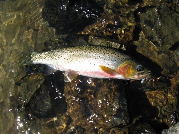 Hike and Fish the Tatoosh Lakes 