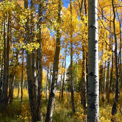 Catch the Fall Colors on the West Side of Rocky Mountain NP