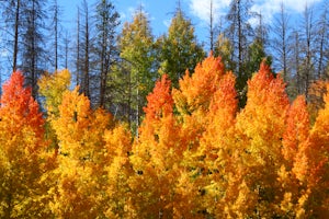 Catch the Fall Colors on the West Side of Rocky Mountain NP