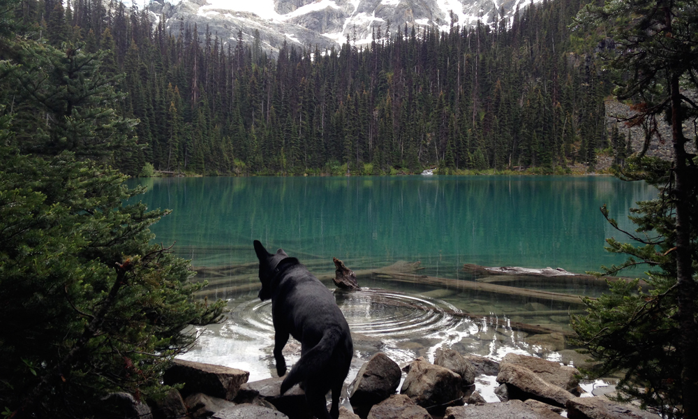 Joffre Lakes Trail