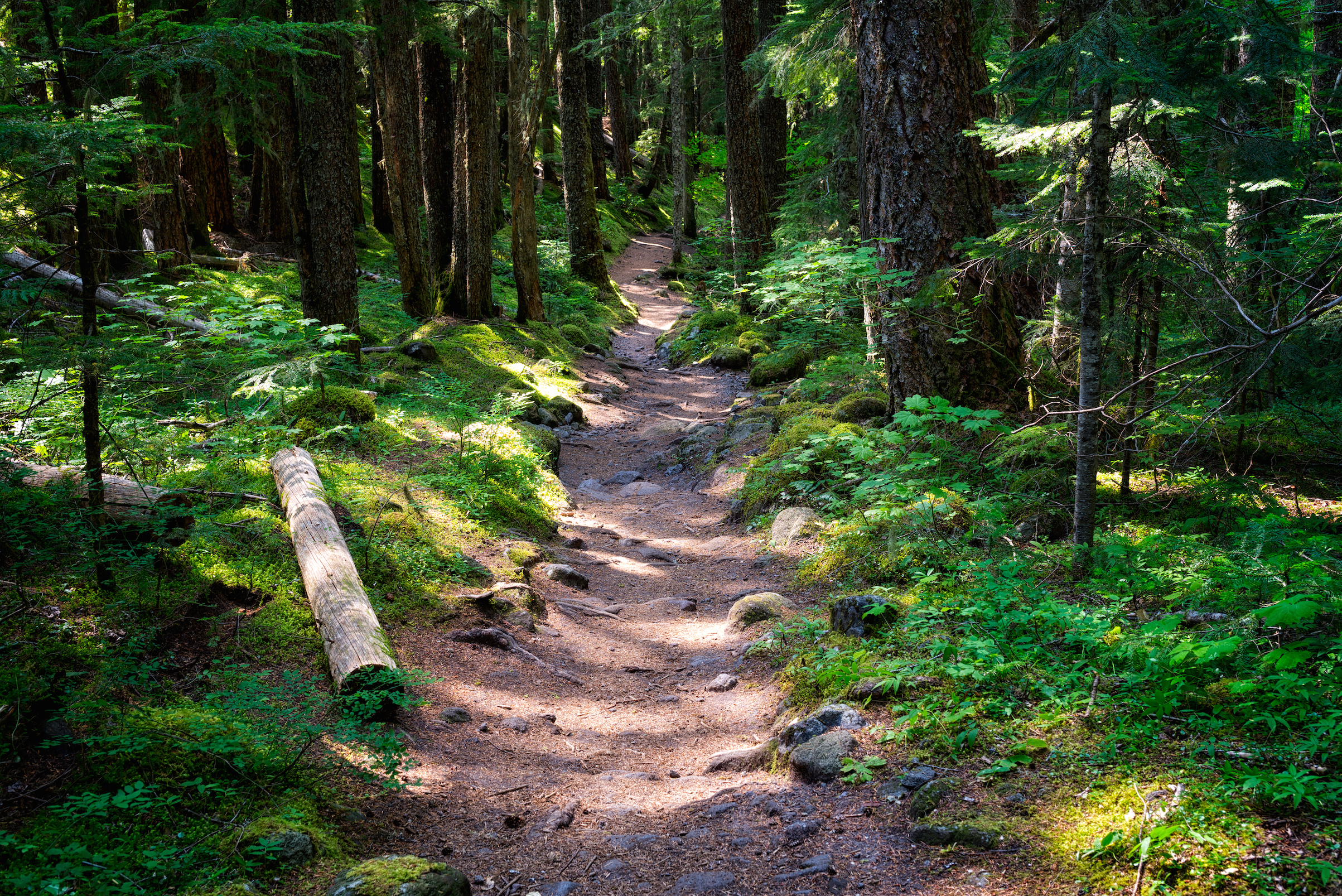 Ramona Falls Loop
