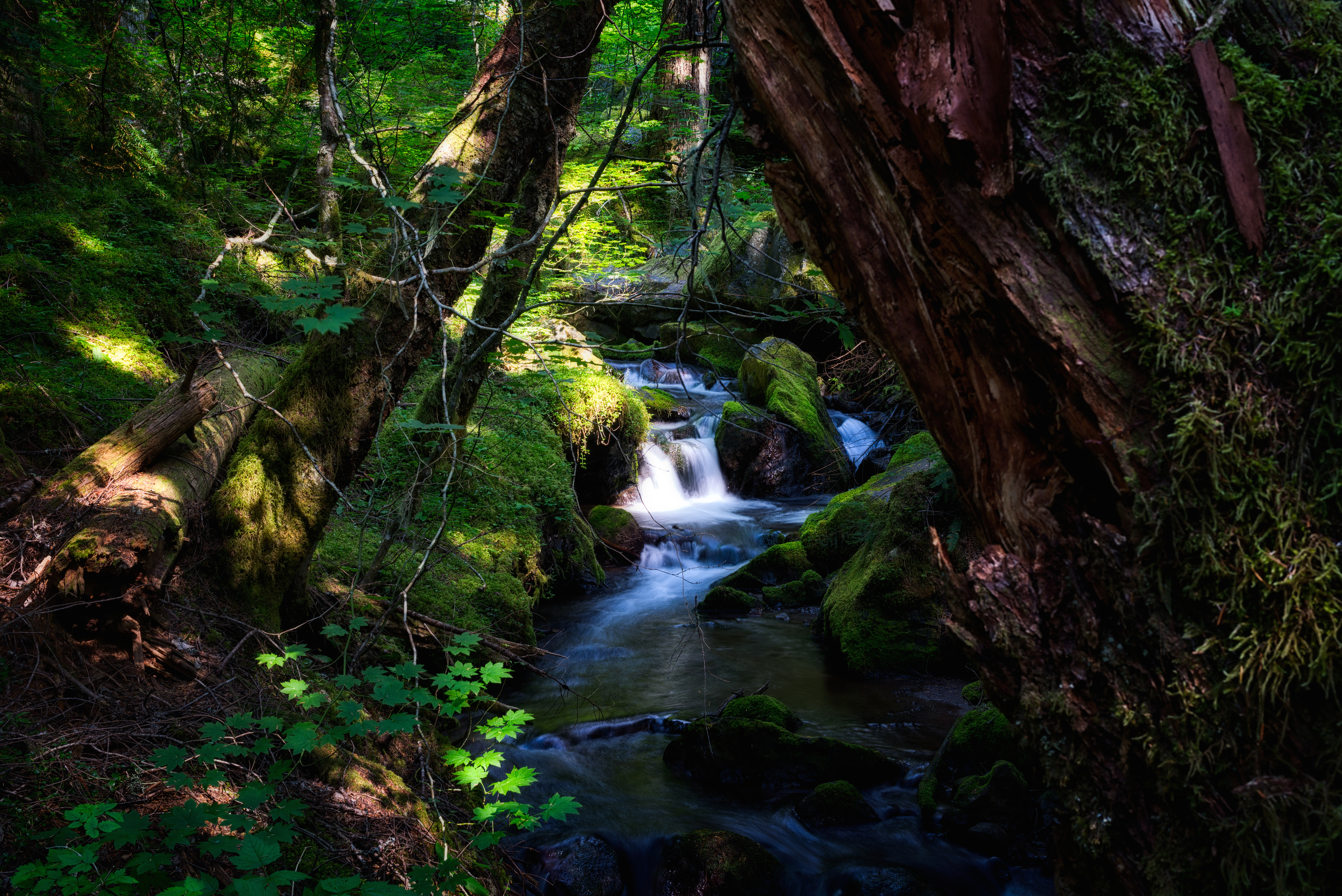 Ramona Falls Loop