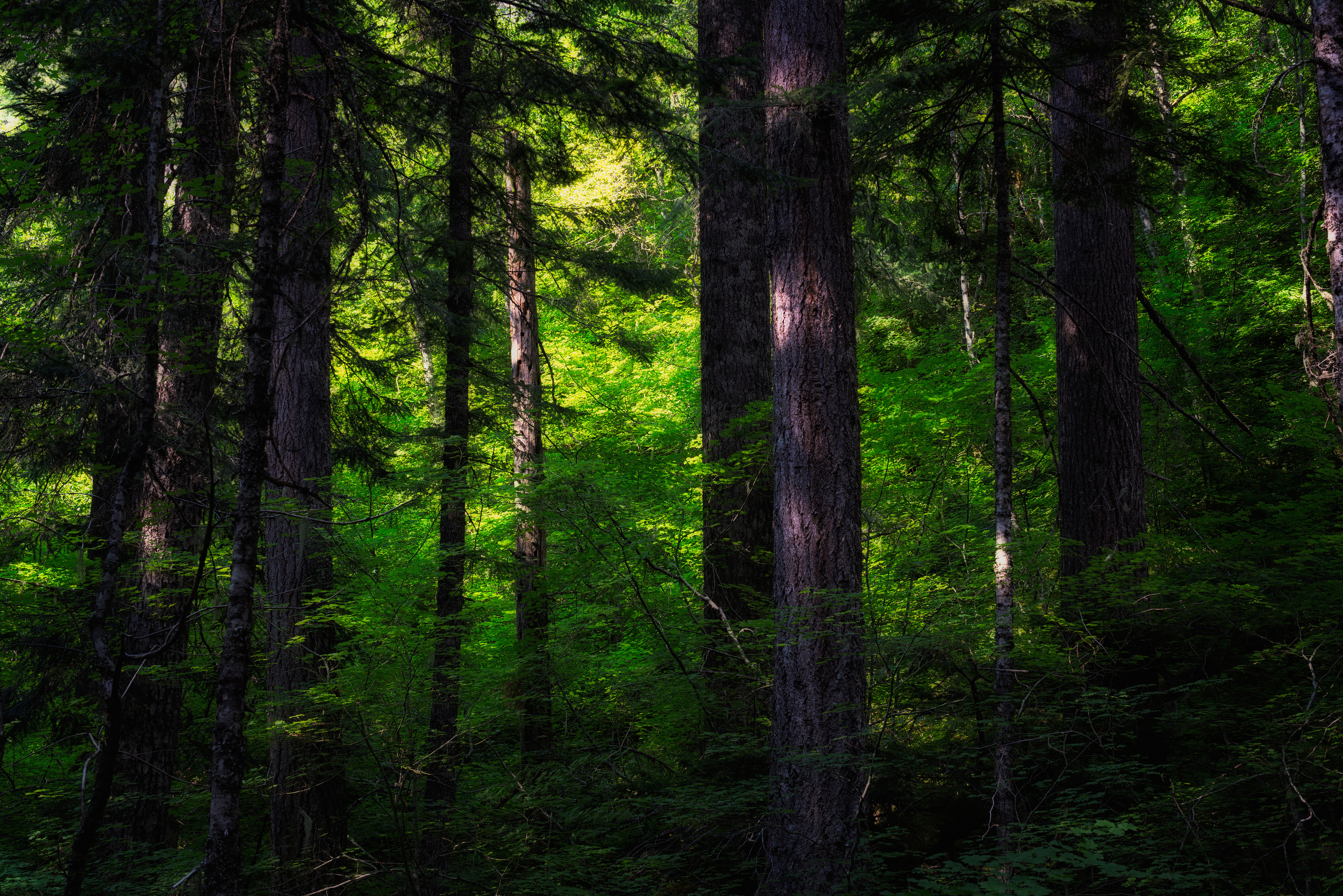 Ramona Falls Loop