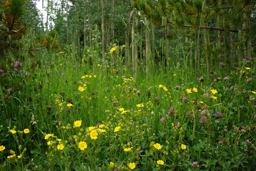 Hiking the Indian Peaks Wilderness' Lost Lake, Colorado
