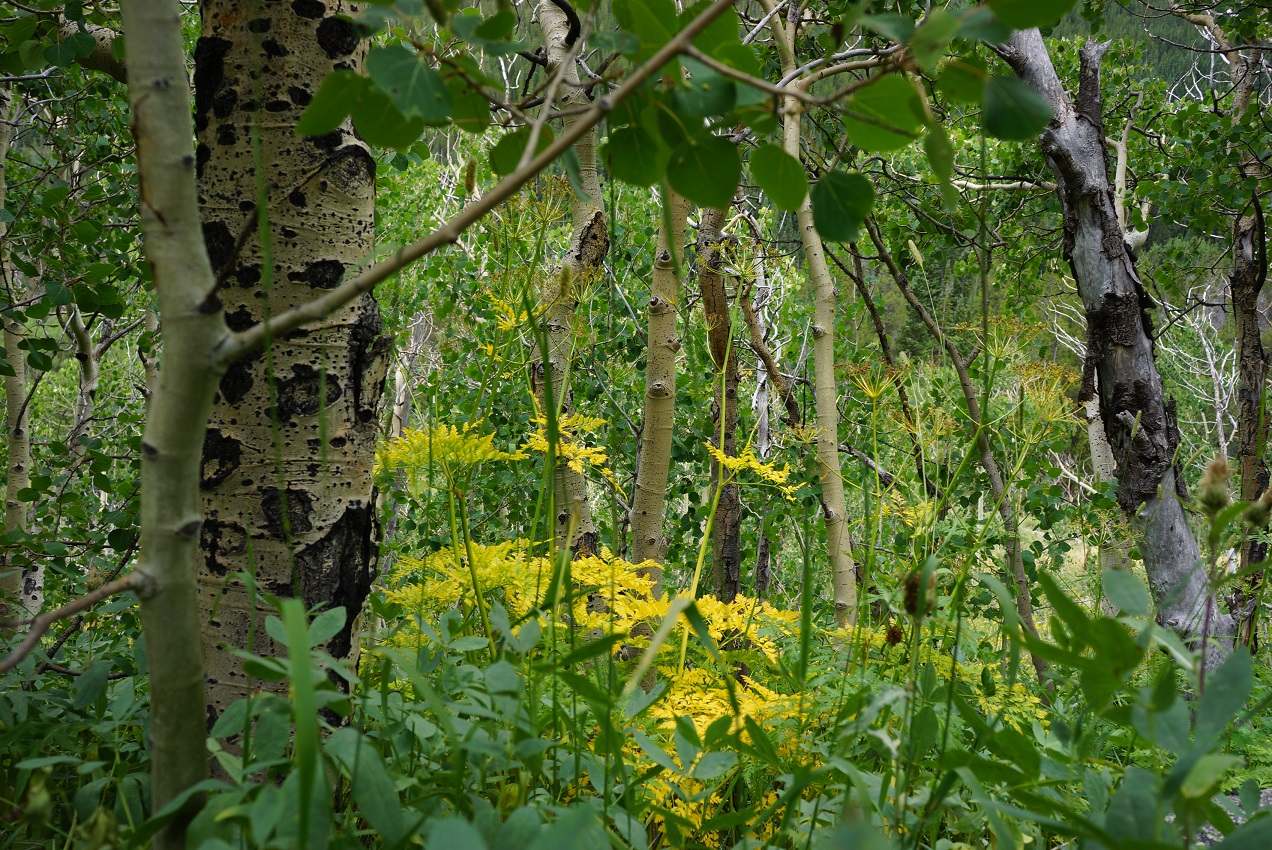 Hiking the Indian Peaks Wilderness' Lost Lake, Nederland, Colorado