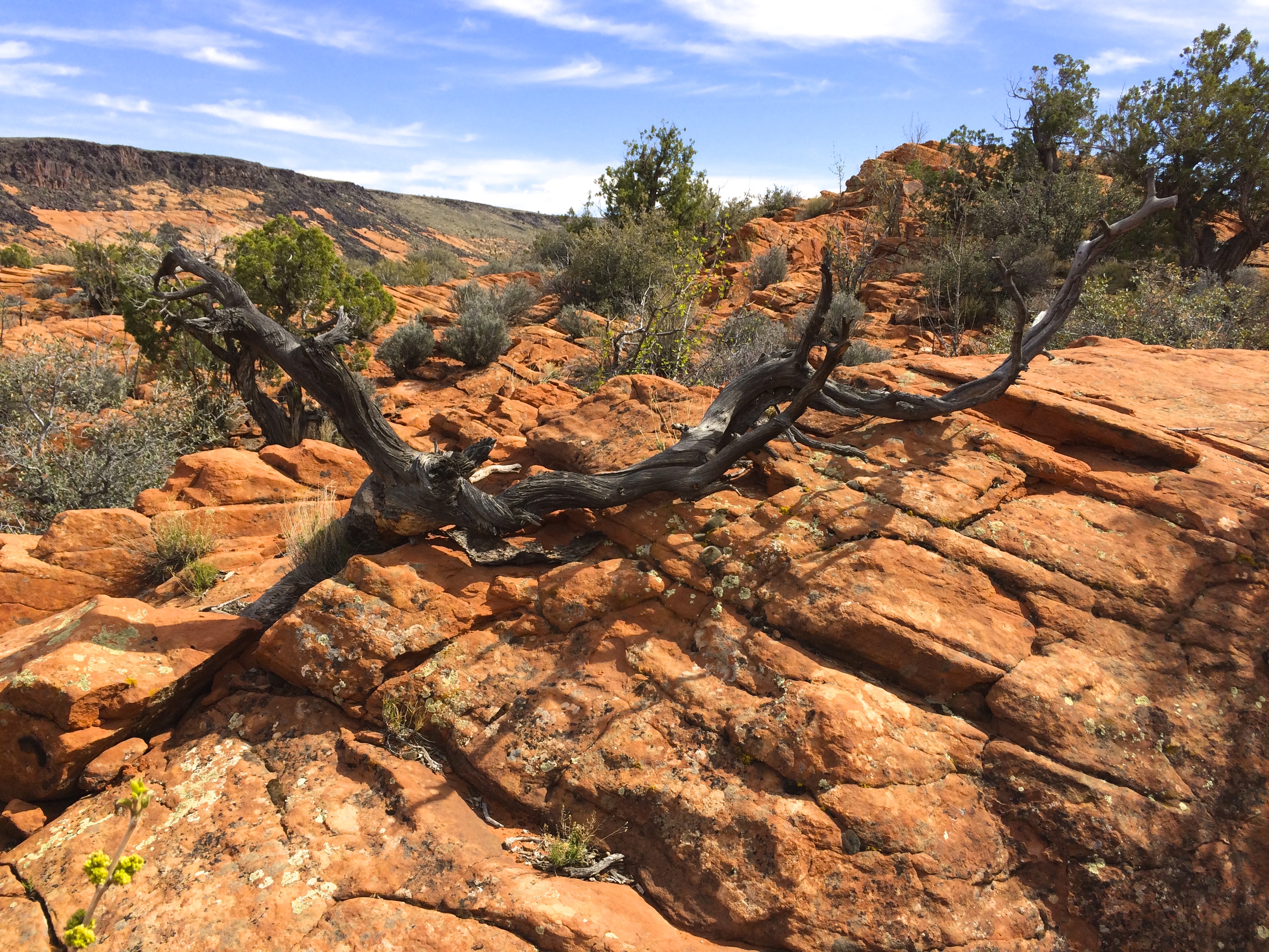 Explore the Petrified Sand Dunes