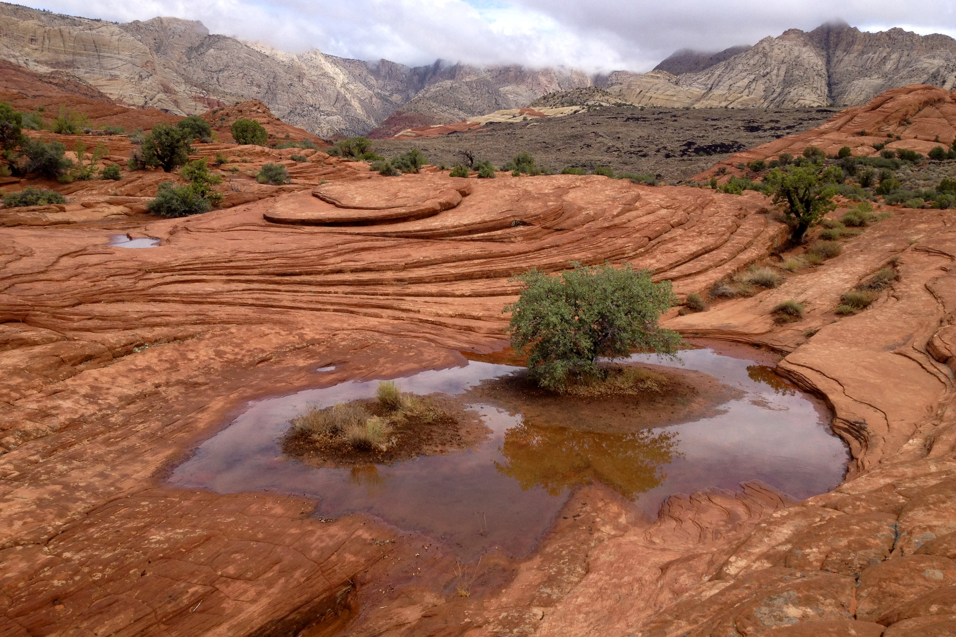 Explore the Petrified Sand Dunes