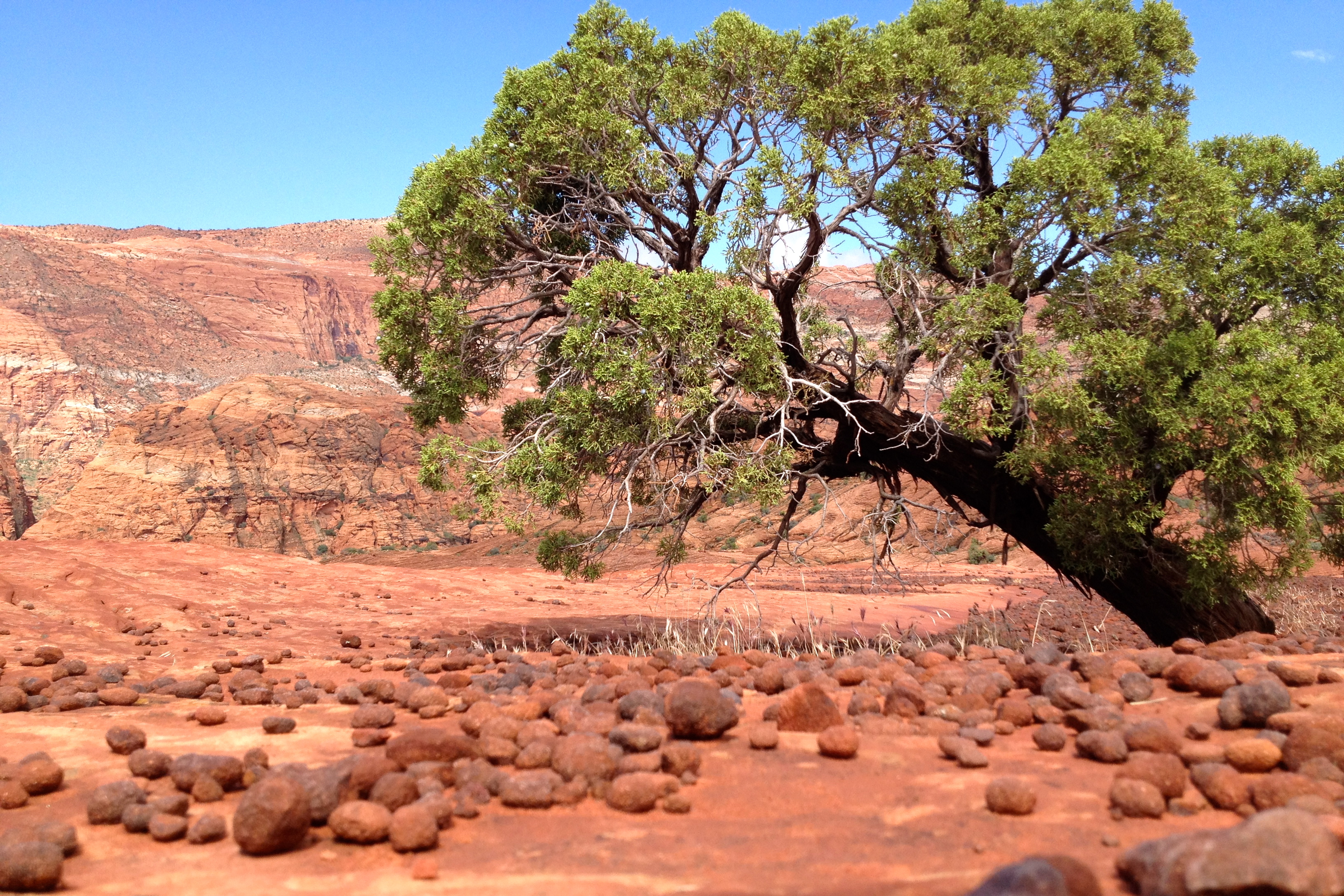 Explore the Petrified Sand Dunes