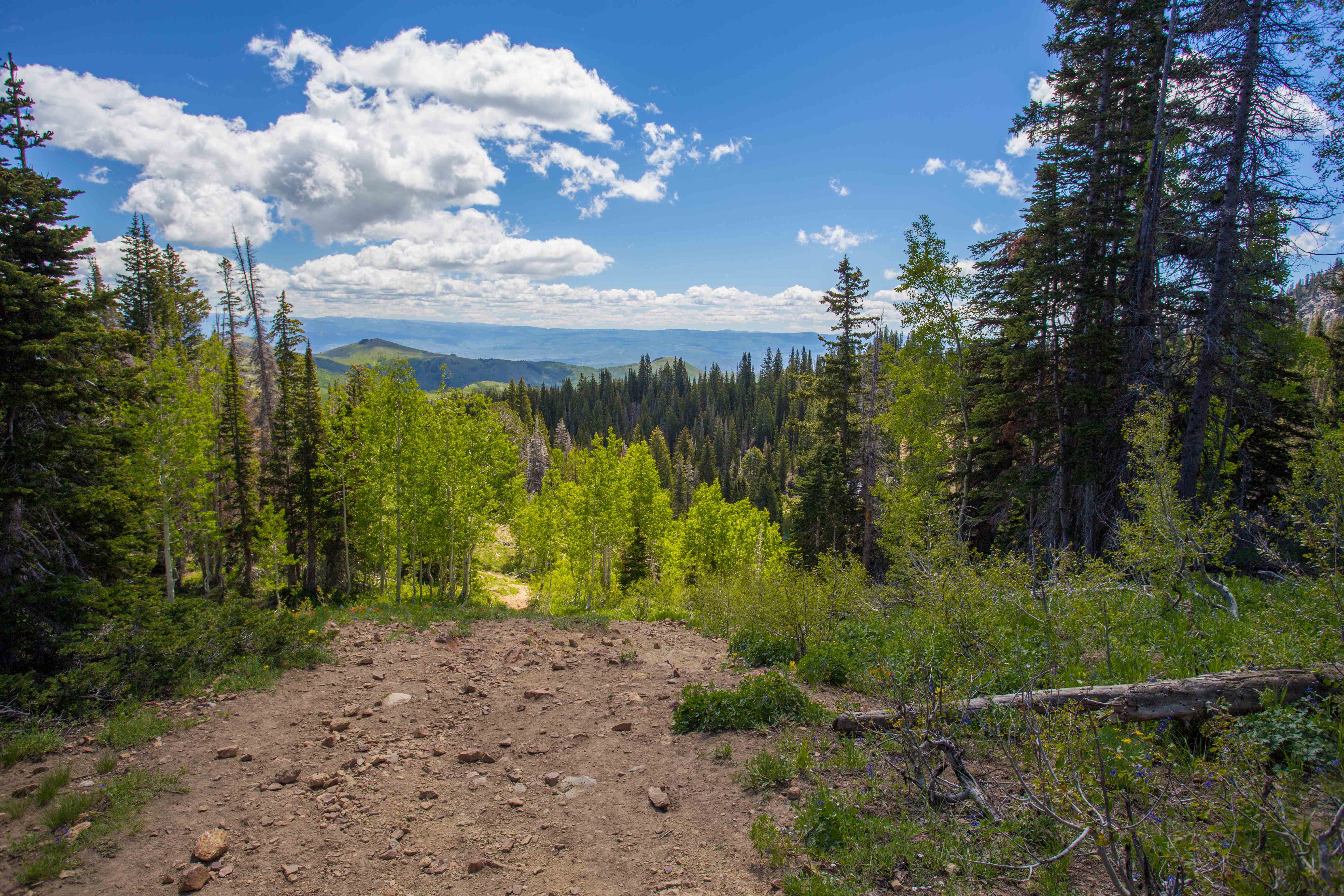 Trail to Bloods and Lackawaxen Lakes
