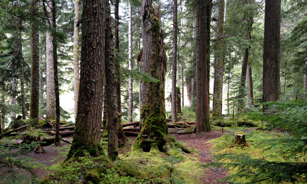 Hike the Cheakamus Lake Trail