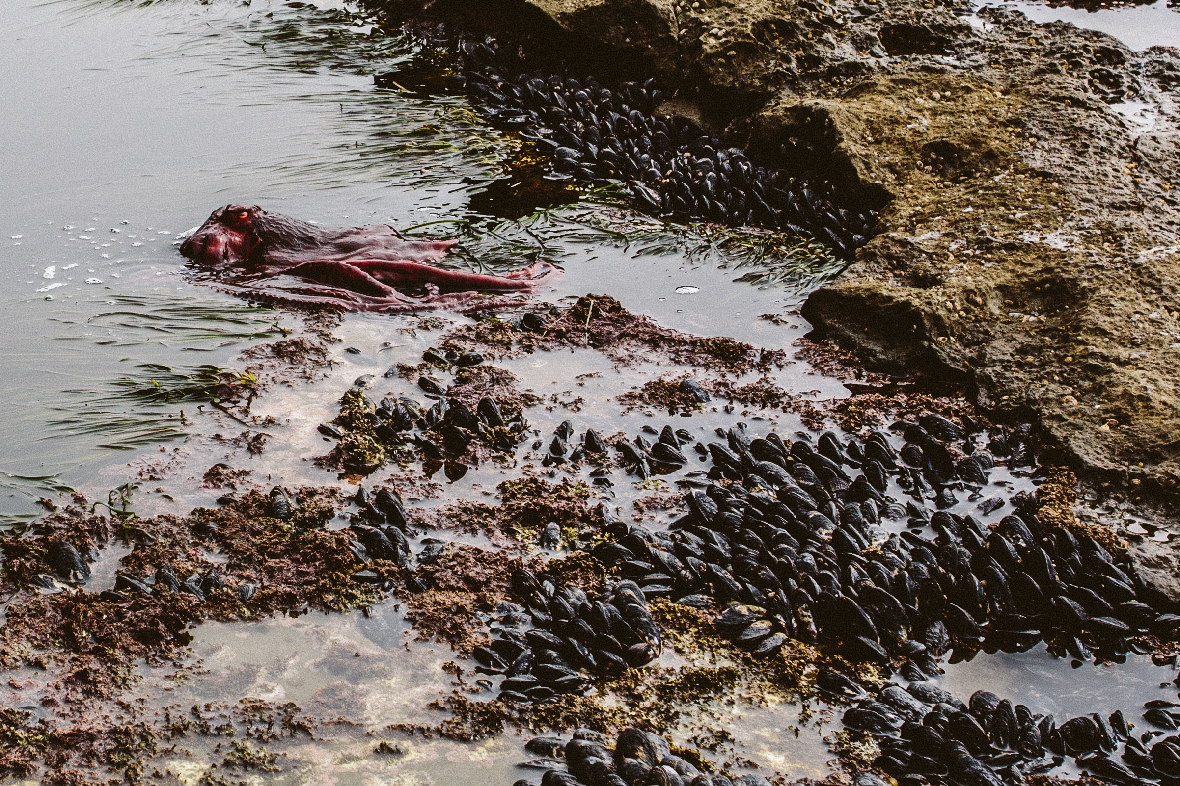 Explore Botanical Beach 