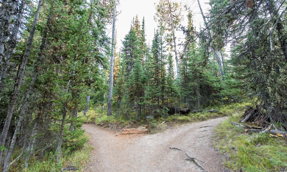 Colter Bay Lakeshore Trail
