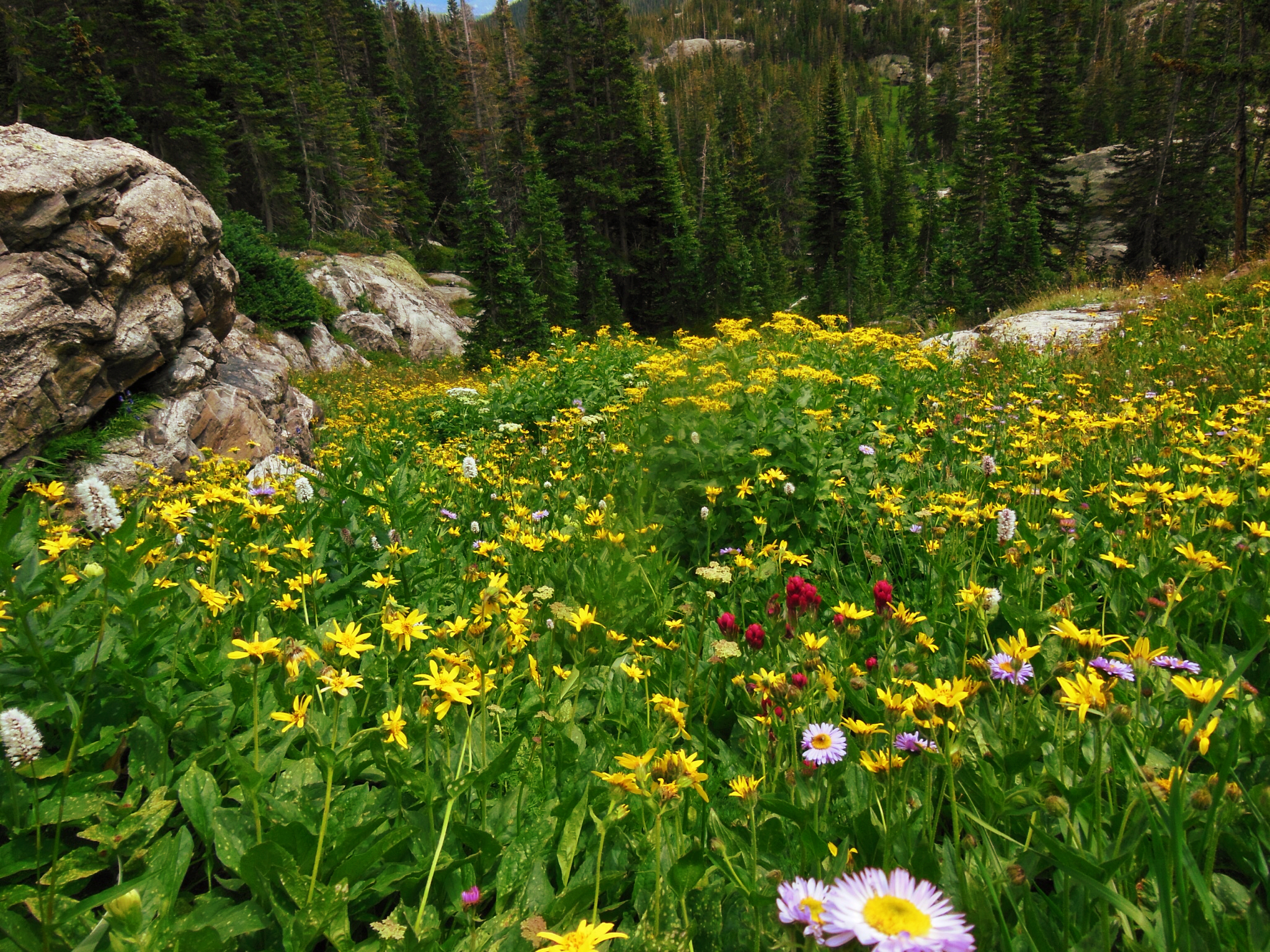 Bluebird Lake via Wild Basin Trailhead
