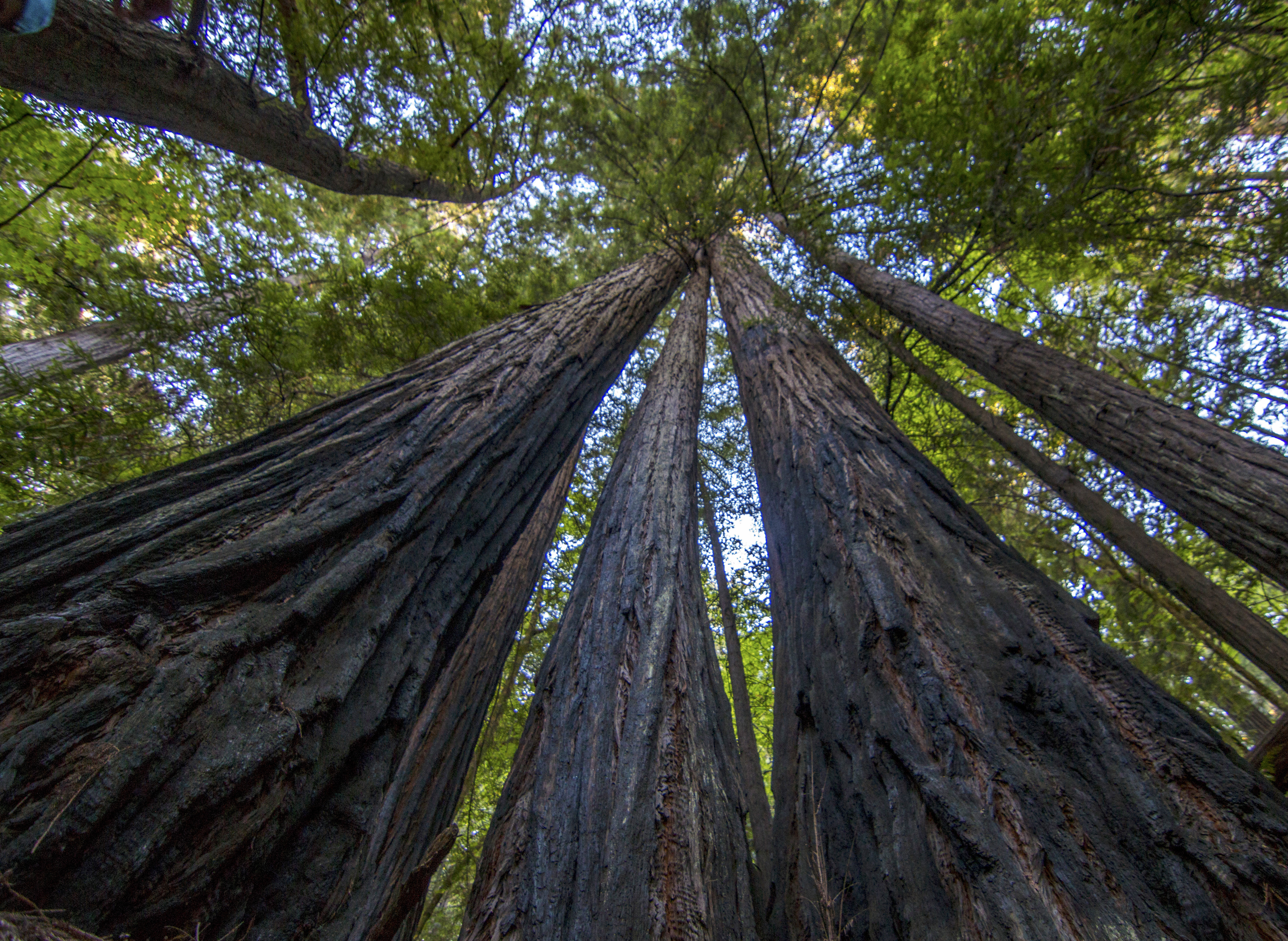 Avenue of the Giants