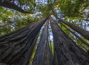 Explore the Avenue of the Giants