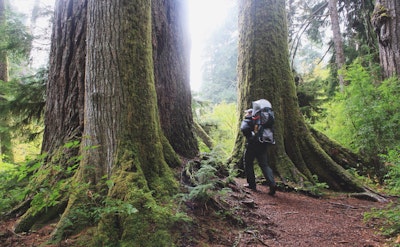 Walk the Valley of the Giants, Valley of the Giants