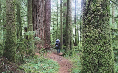 Walk the Valley of the Giants, Valley of the Giants