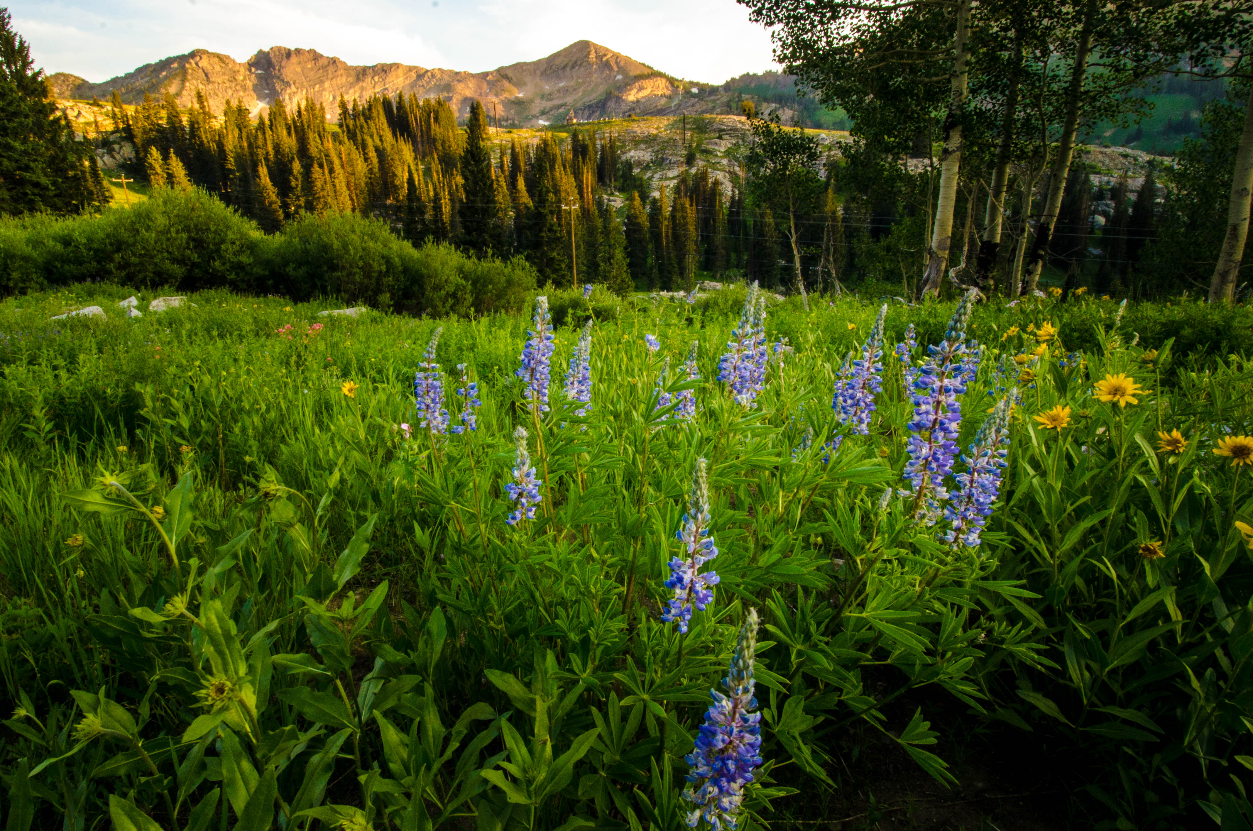 Cecret Lake from Albion Basin