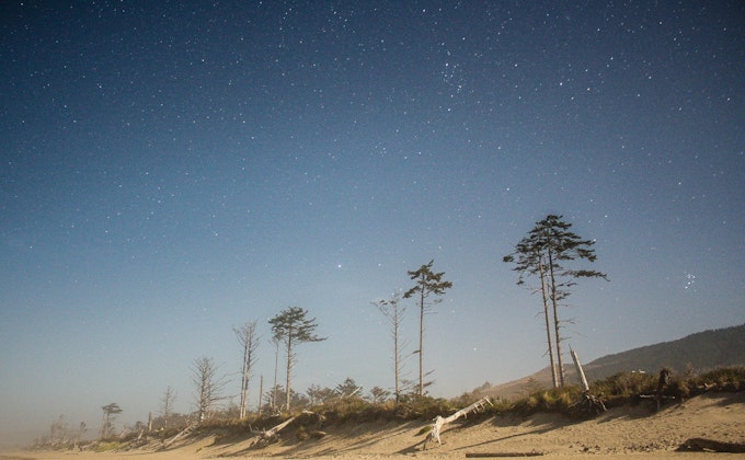 Scraggly evergreen trees rise from a sandy area toward a sky full of stars.