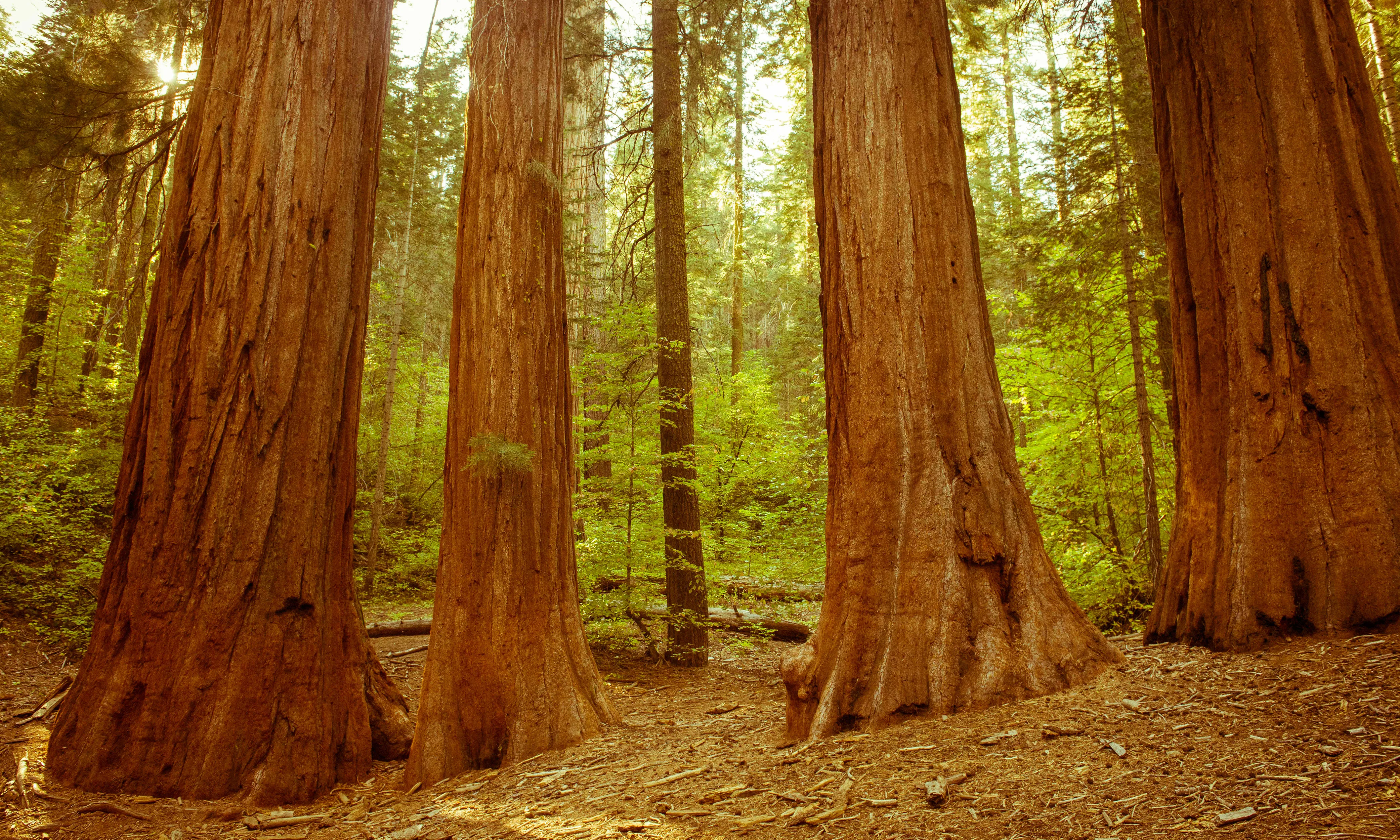 Merced Grove