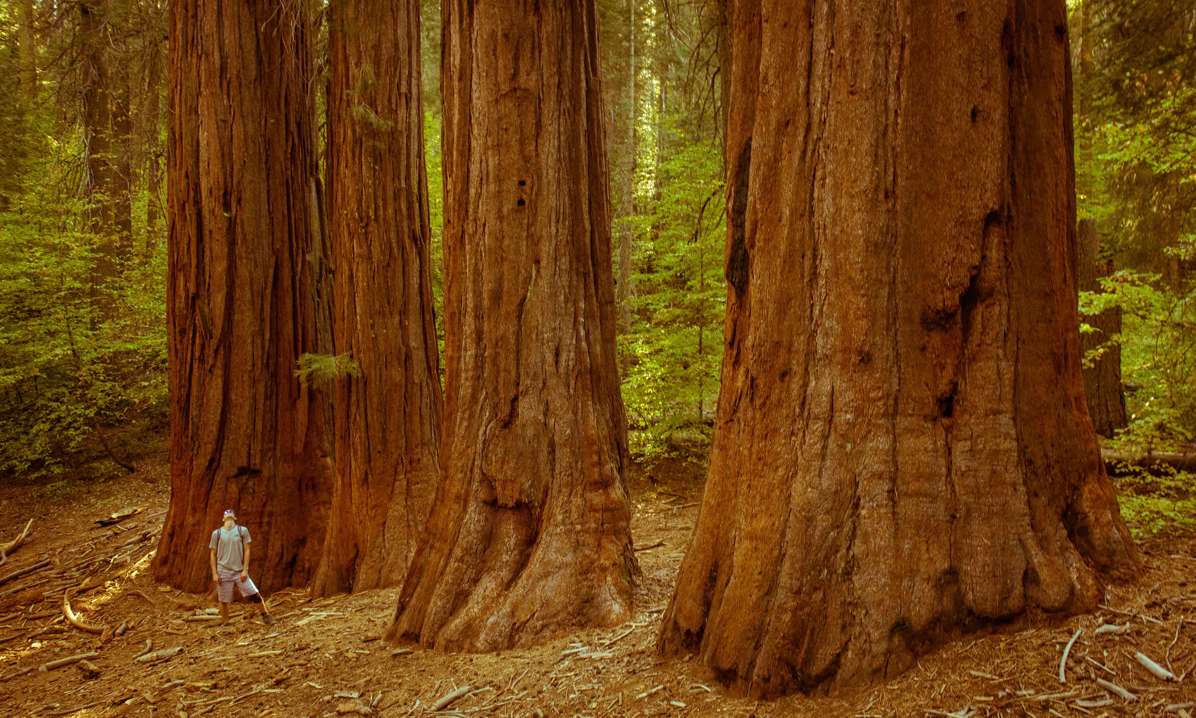 Merced Grove