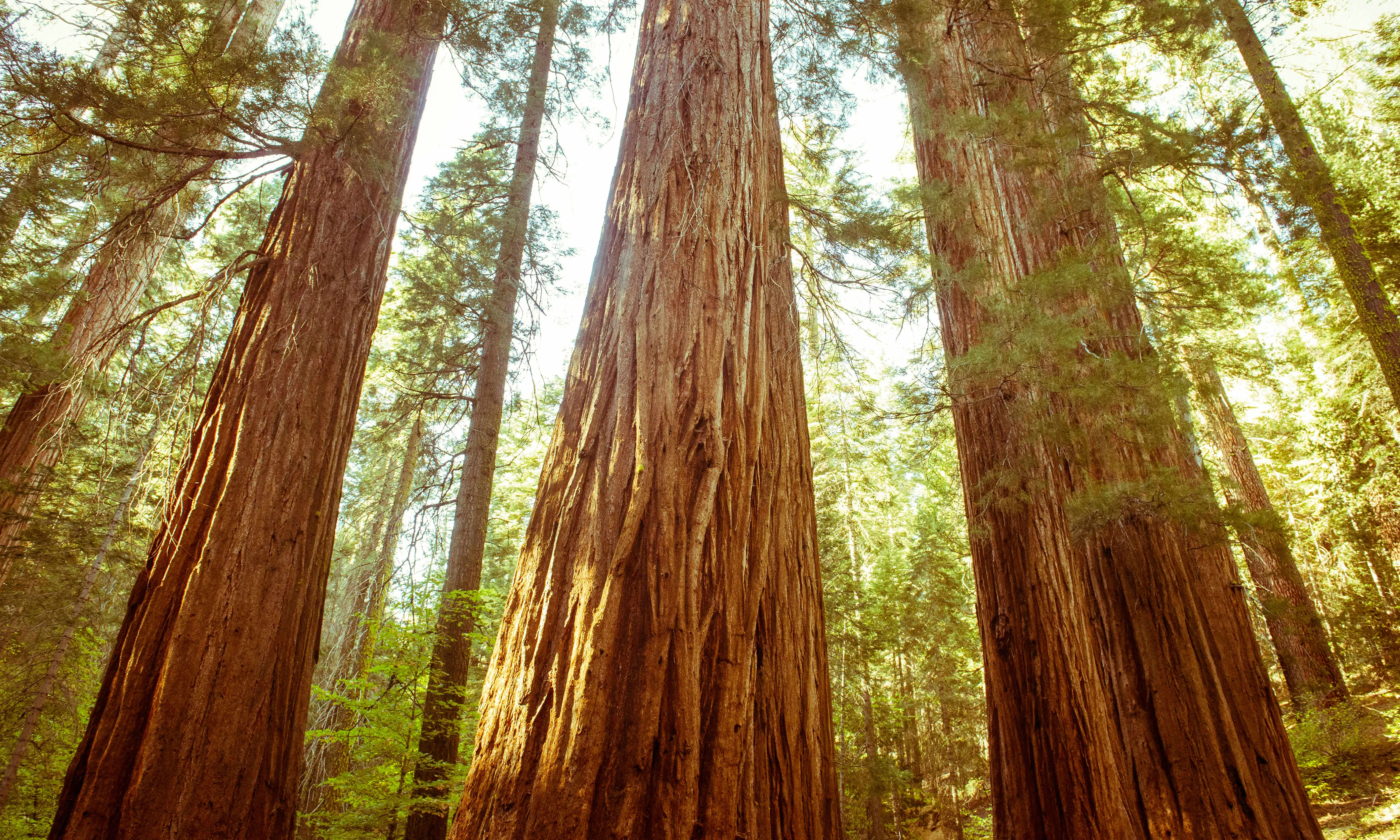 Merced Grove
