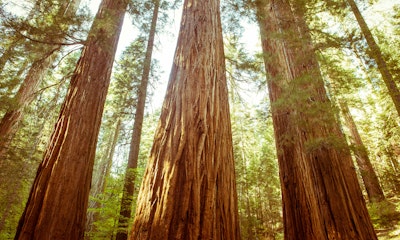 Hiking the Merced Grove, Yosemite