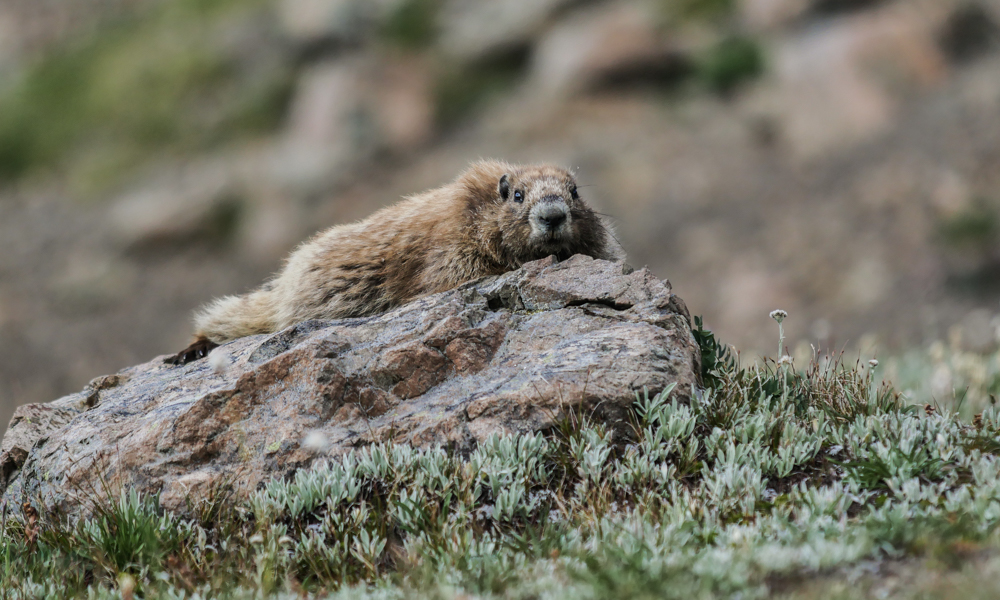Elk Mountain via Obstruction Point