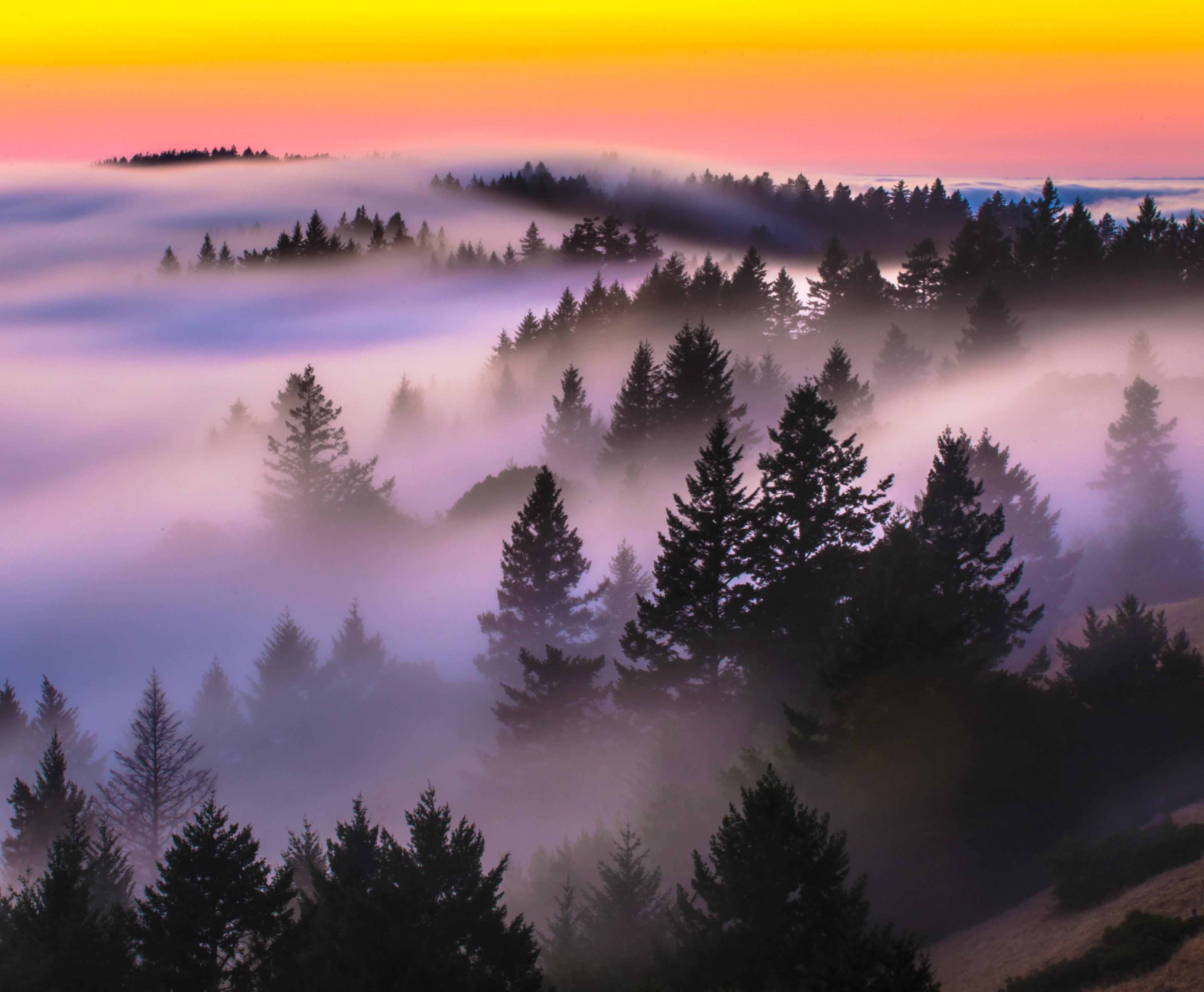 Mt. Tam's East Ridge