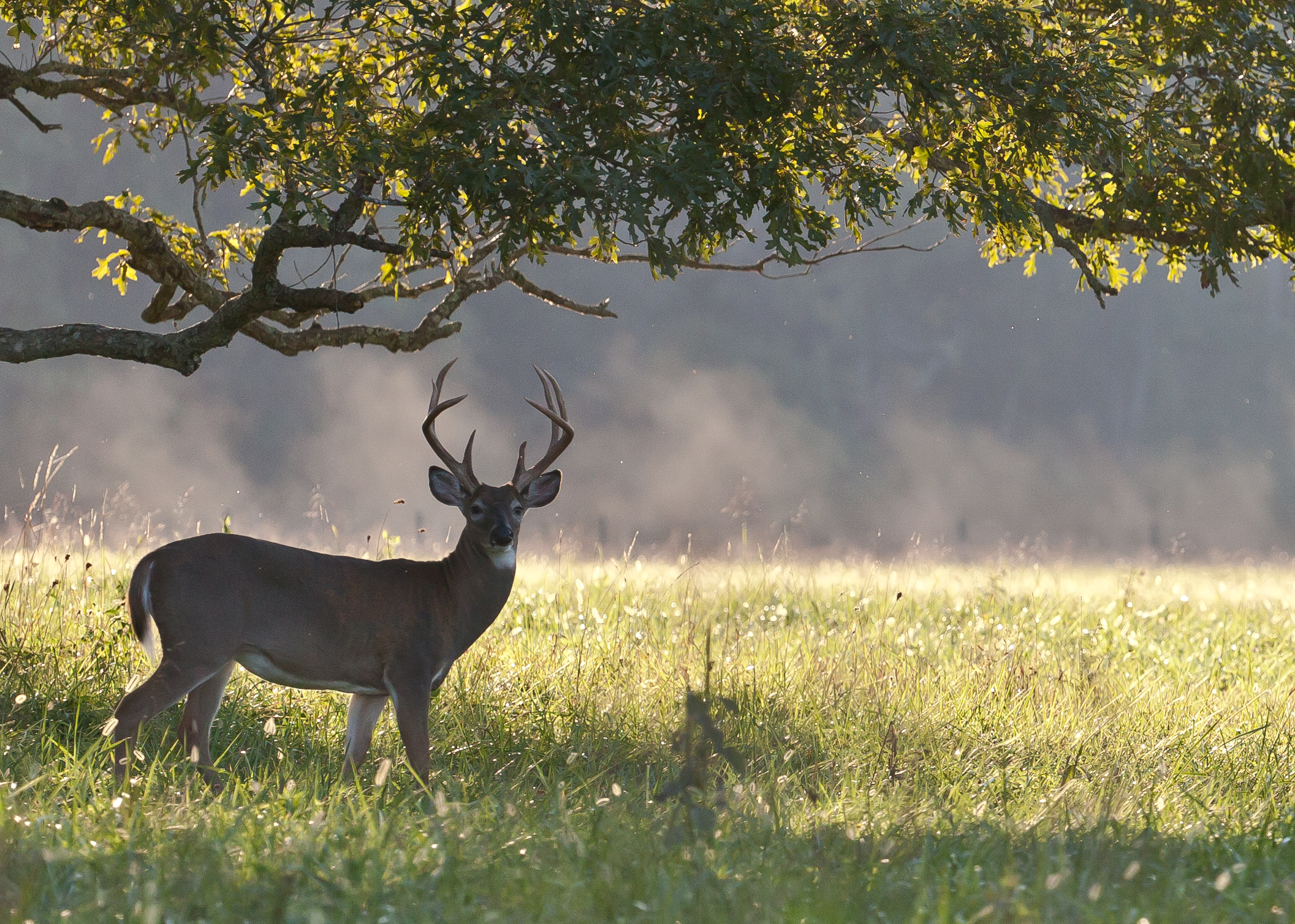 Cade's Cove Loop