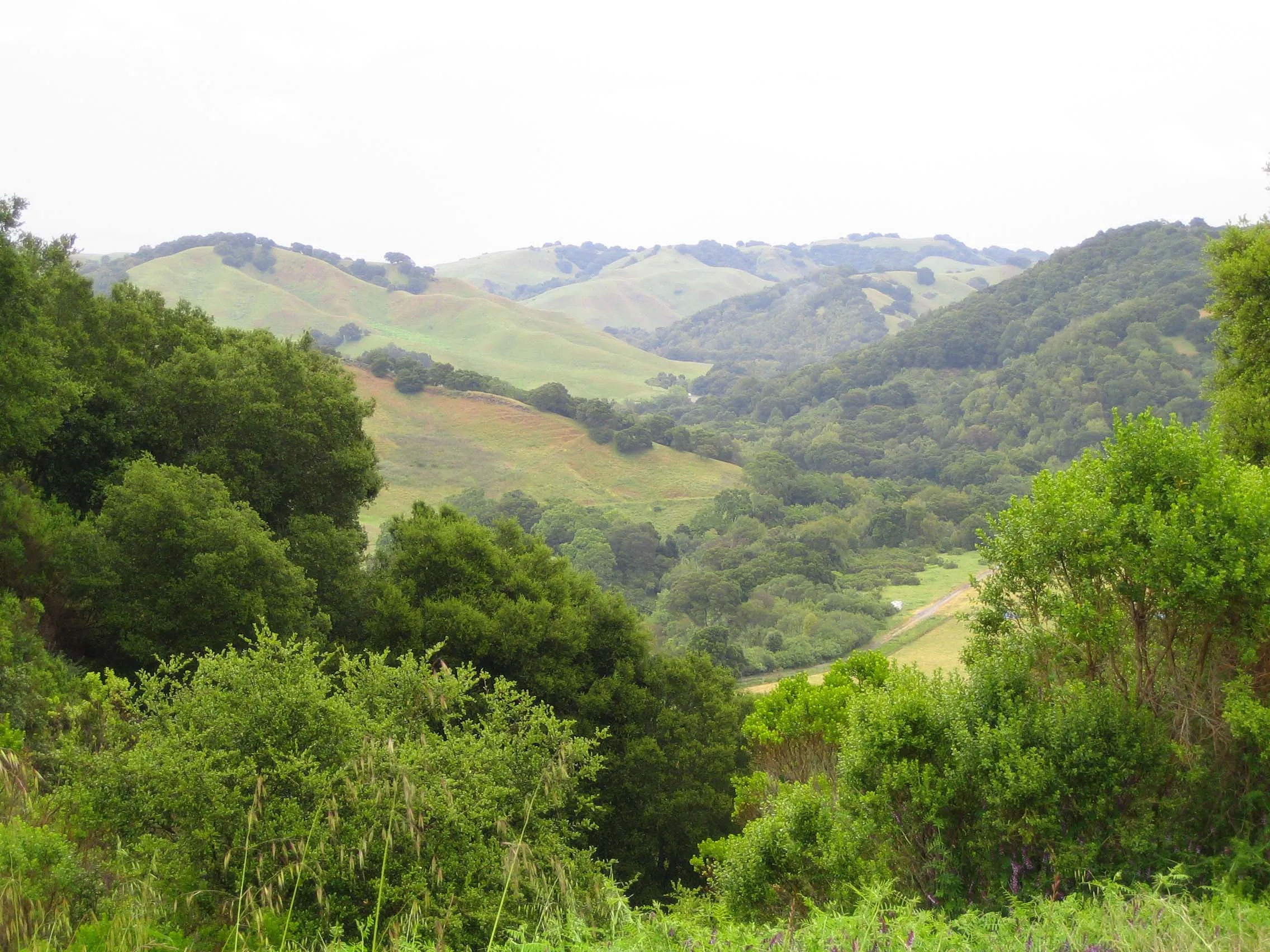 Briones Park's Lafayette Ridge 