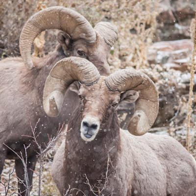 Winter Hiking and Wildlife in Waterton Canyon