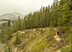 Trail Run on the Wind Ridge-Bow Valley