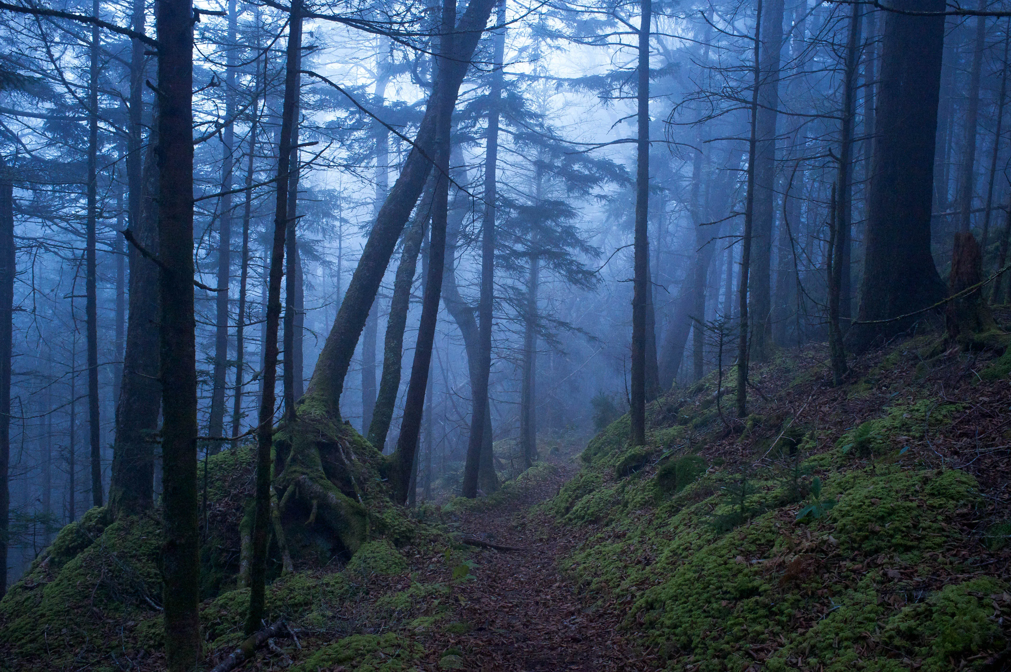 Hike Mt. Sterling in Great Smoky Mtns. NP