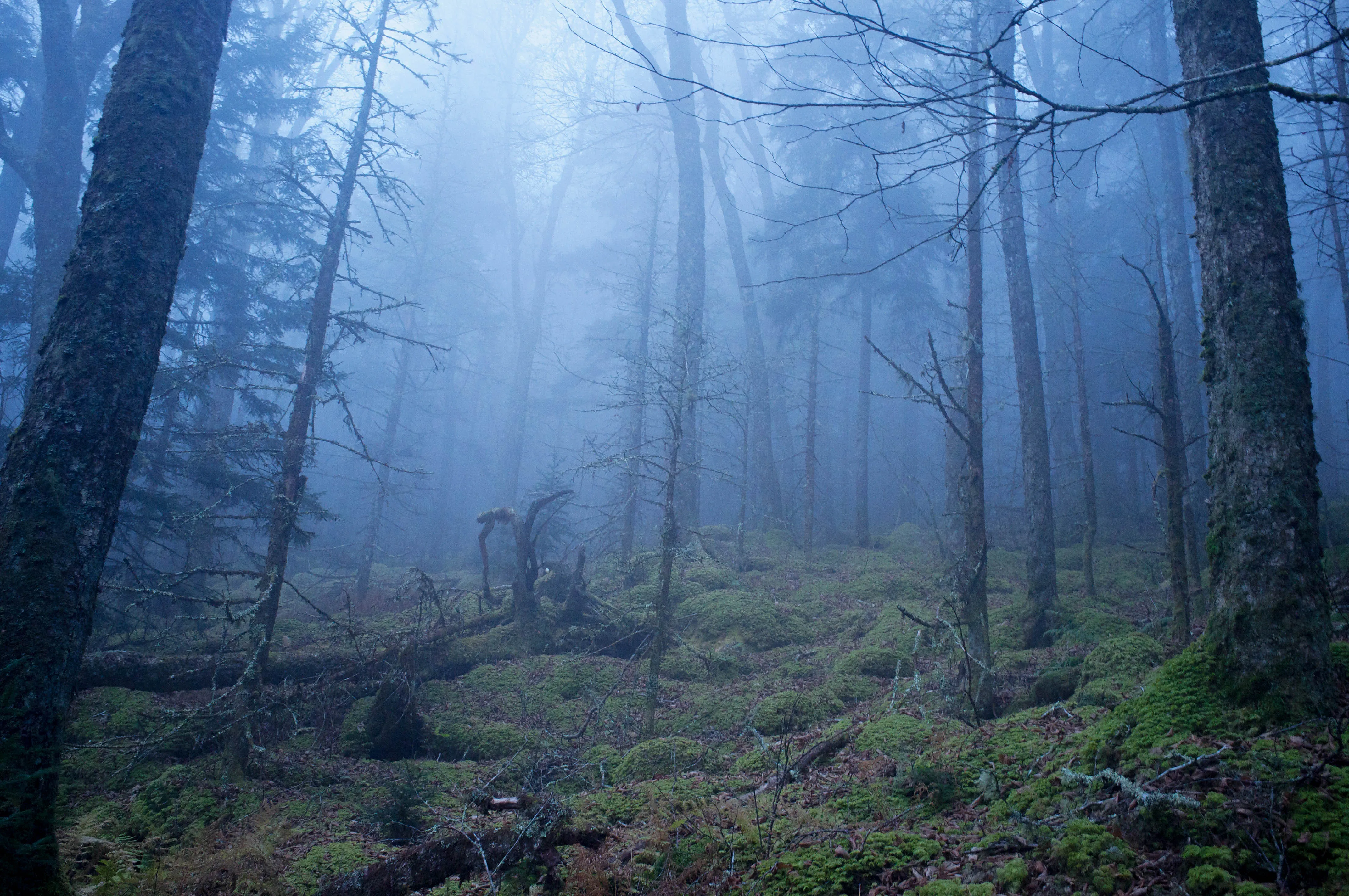 Hike Mt. Sterling in Great Smoky Mtns. NP