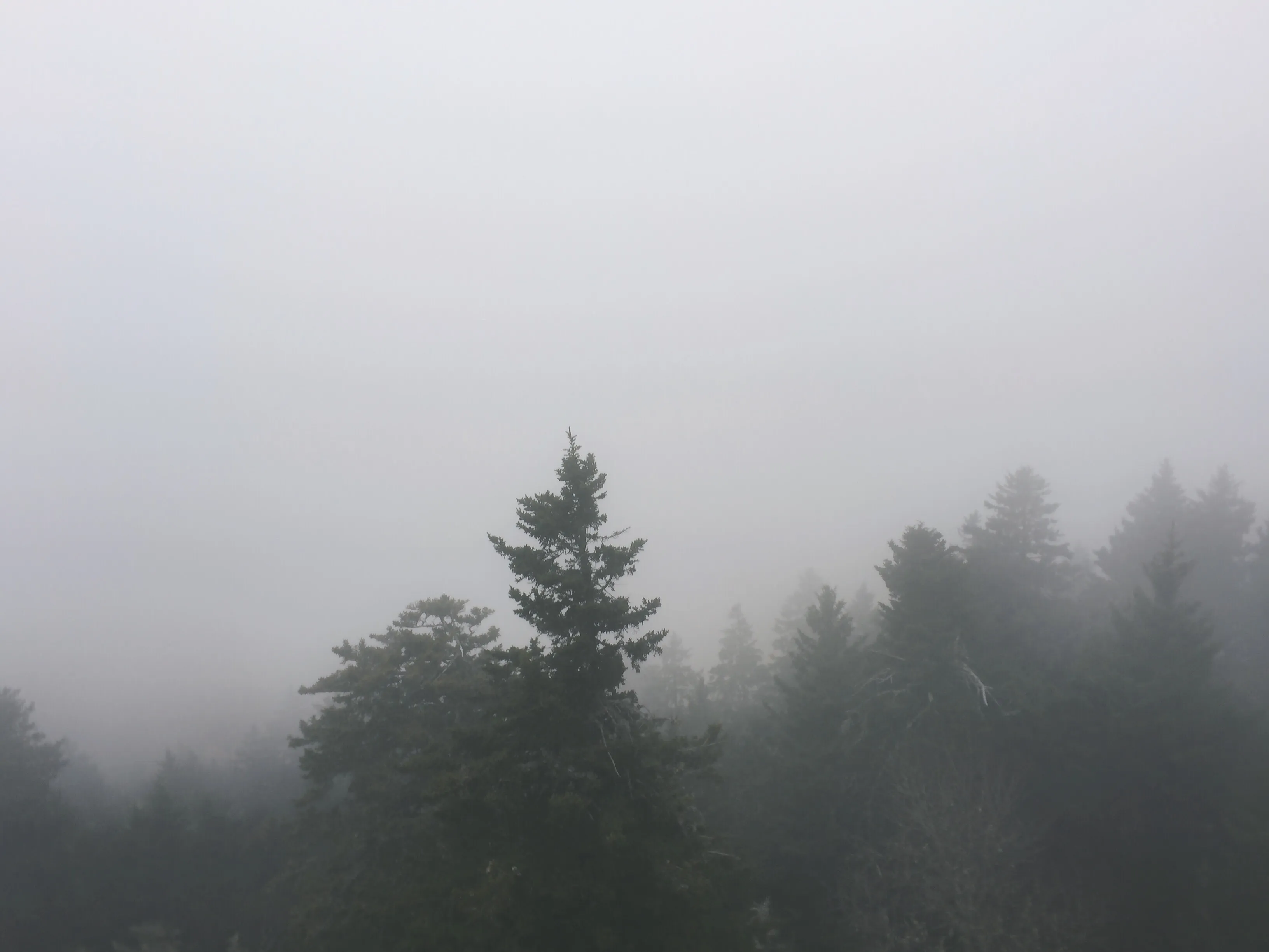 Hike Mt. Sterling in Great Smoky Mtns. NP