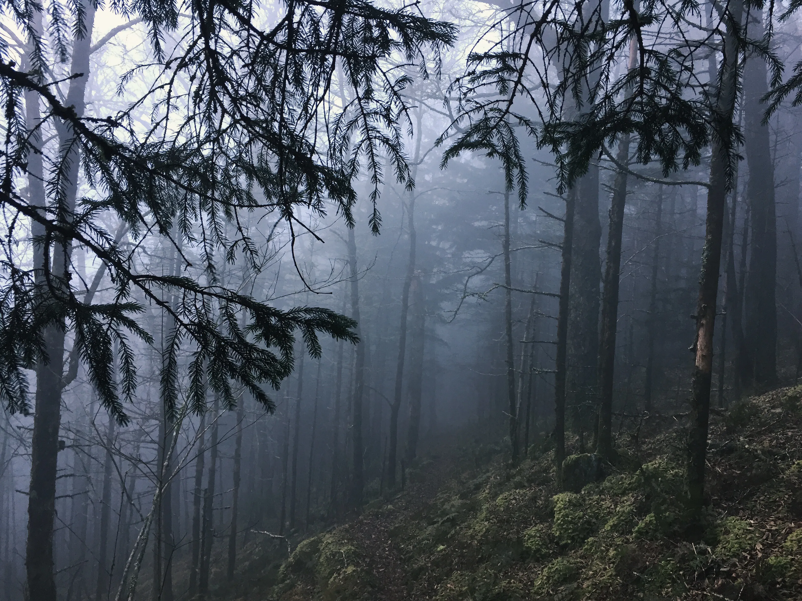 Hike Mt. Sterling in Great Smoky Mtns. NP