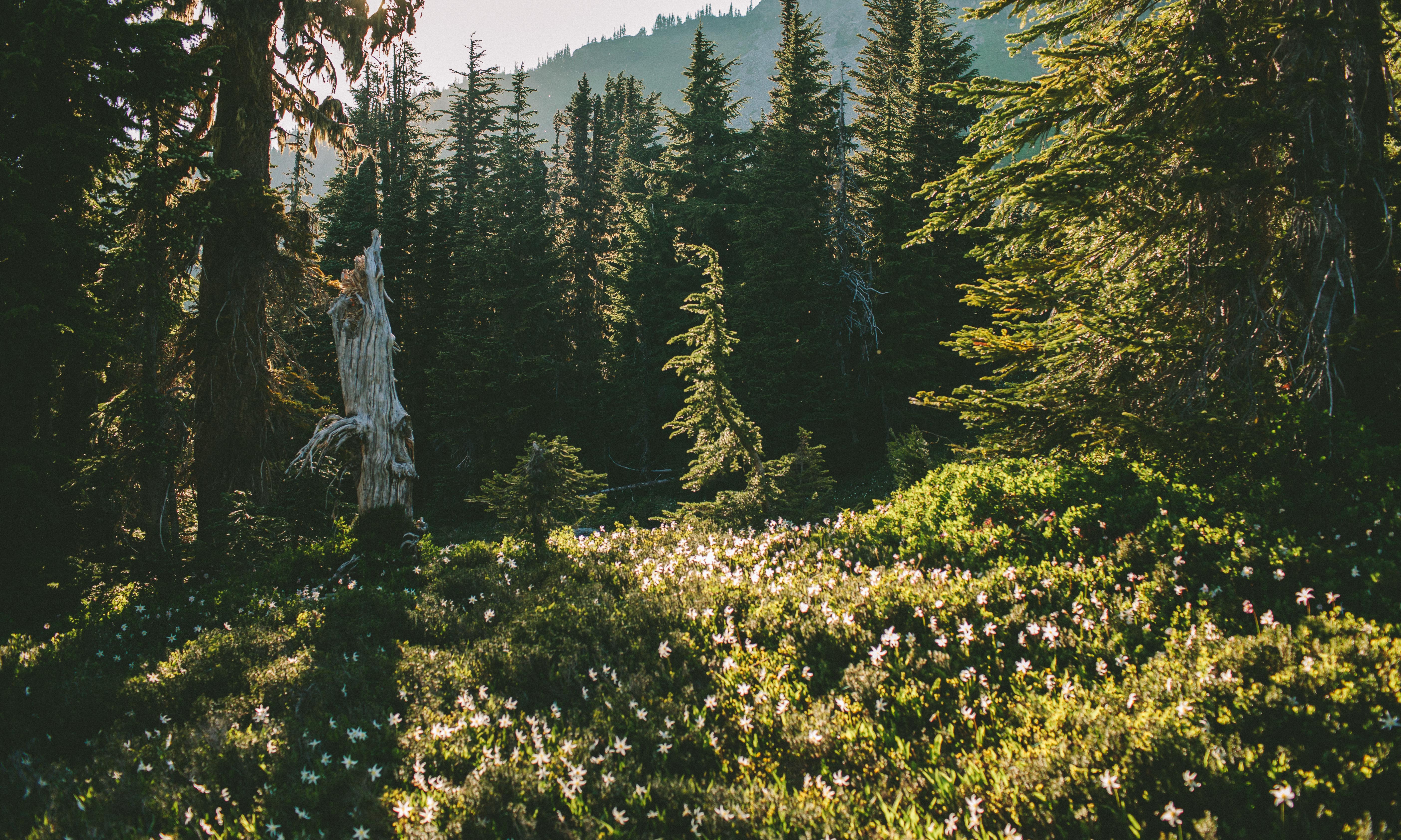 Spray Park via Mowich Campground