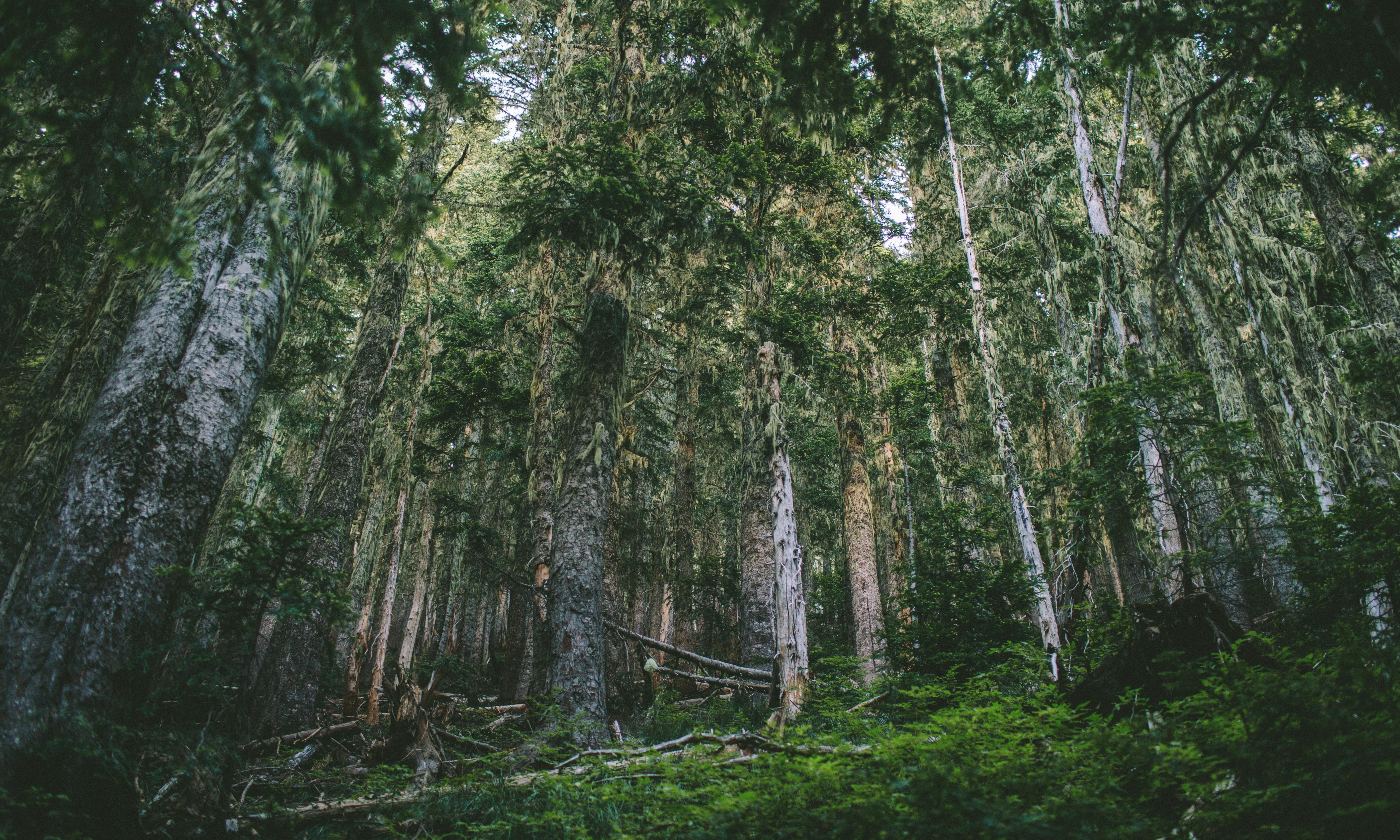 Spray Park via Mowich Campground