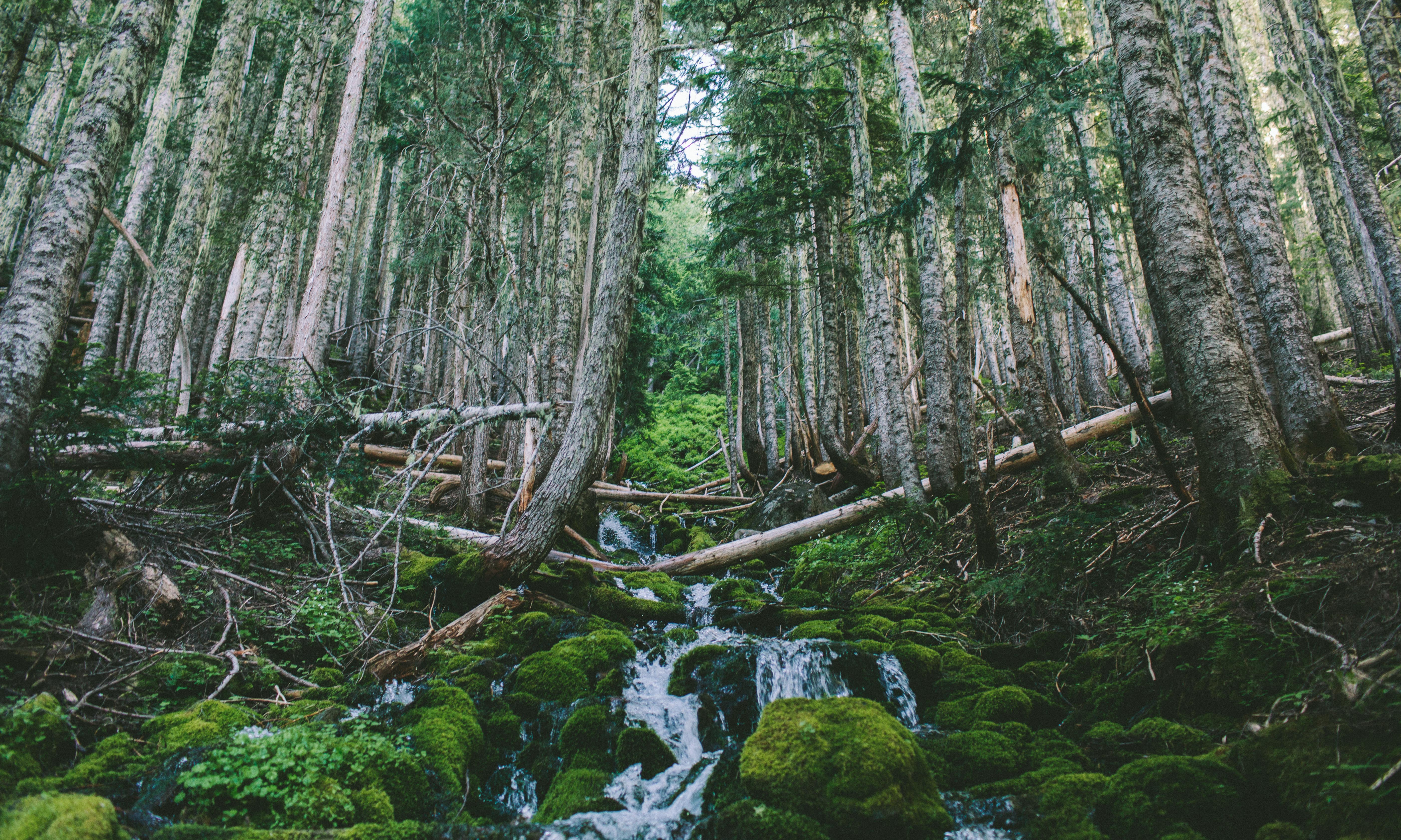 Spray Park via Mowich Campground